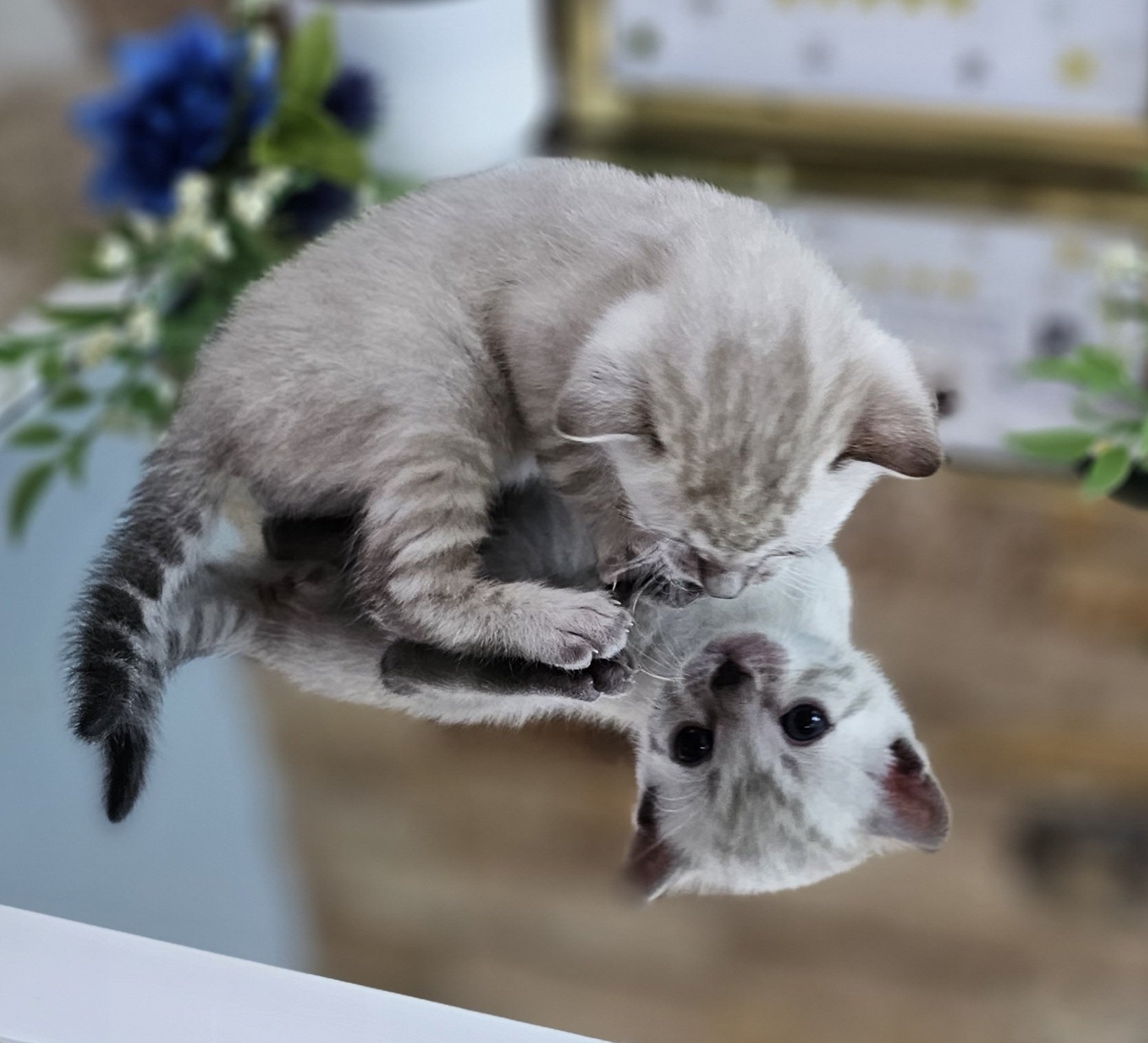 Purebred TICA Registered Male Snow Rosette Bengal Kitten in Minnesota