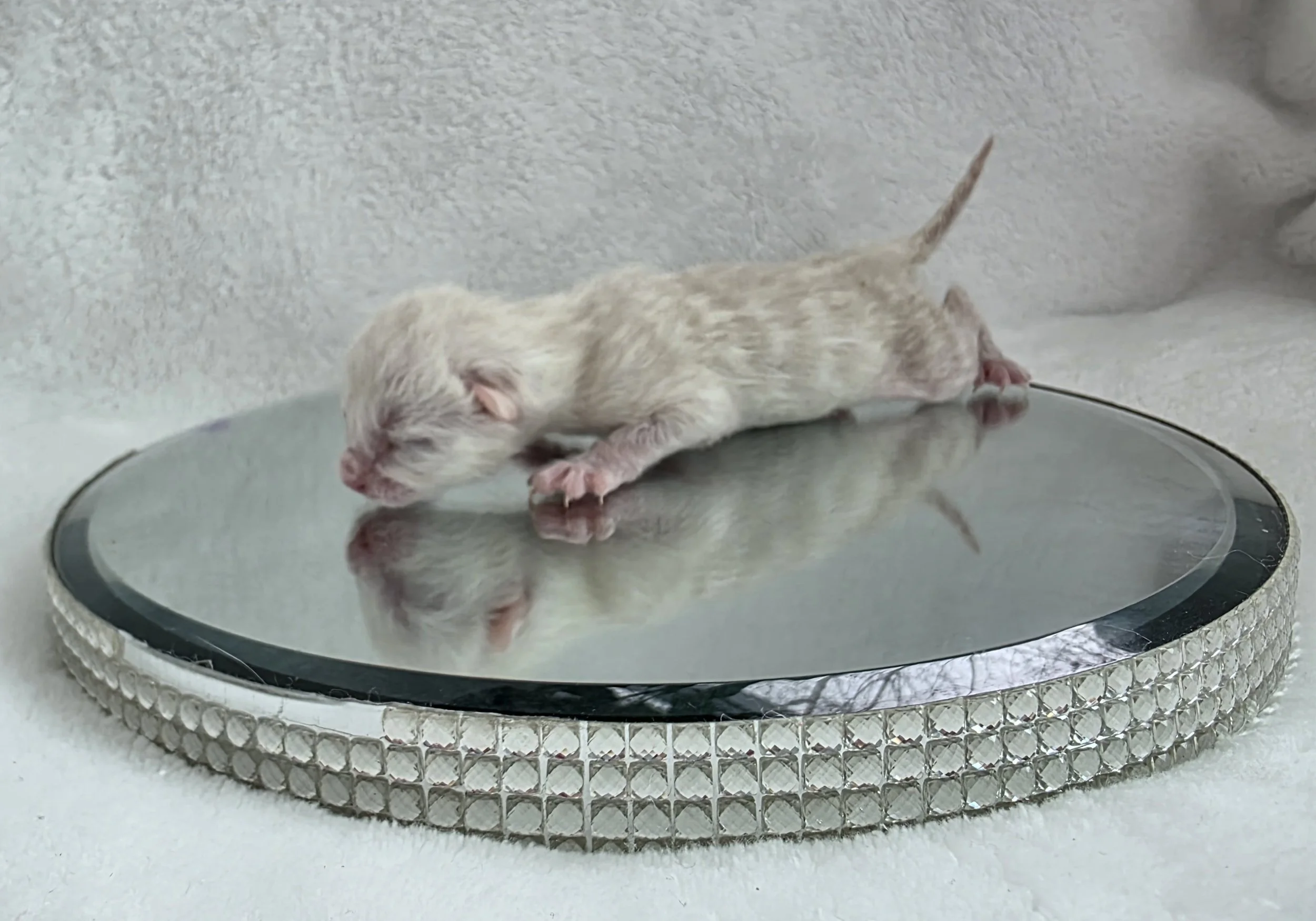 Newborn Male Snow Lynx Bengal Kitten