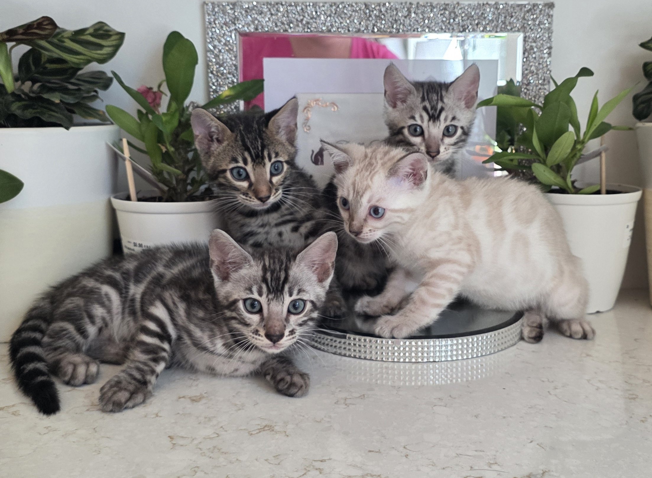Nine-Week-Old Bengal Kittens