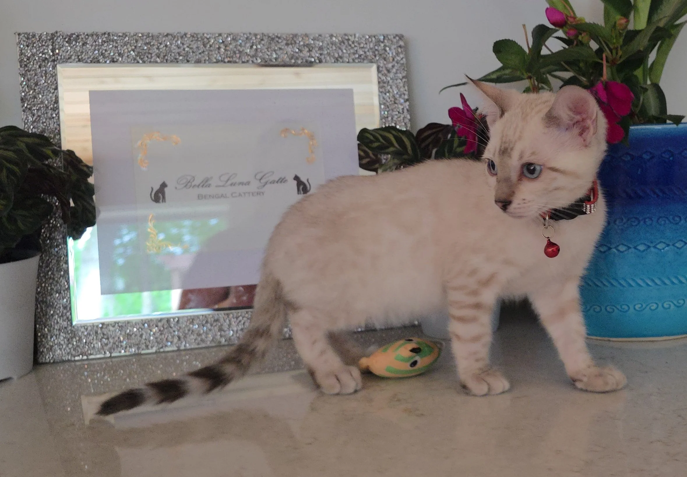 Twelve-Week-Old Male Snow Lynx Bengal Kitten