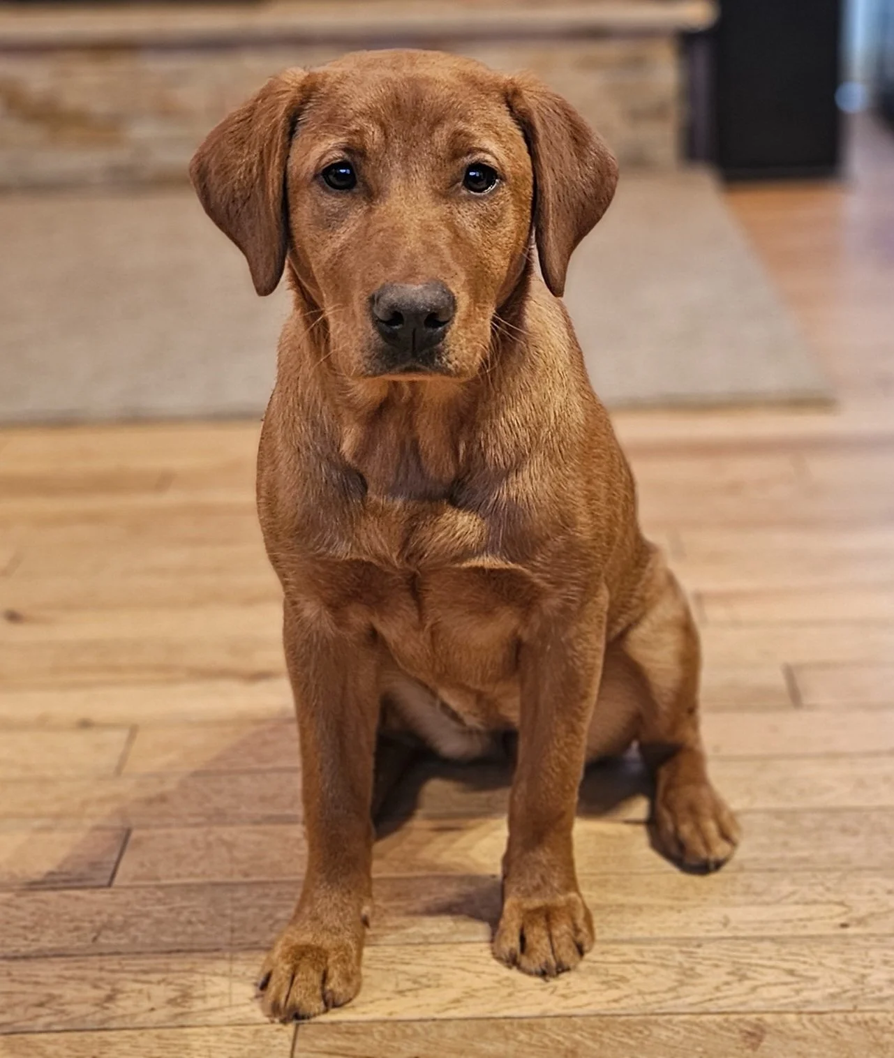 Purebred AKC Registered Female Yellow/Fox Red Labrador Retriever