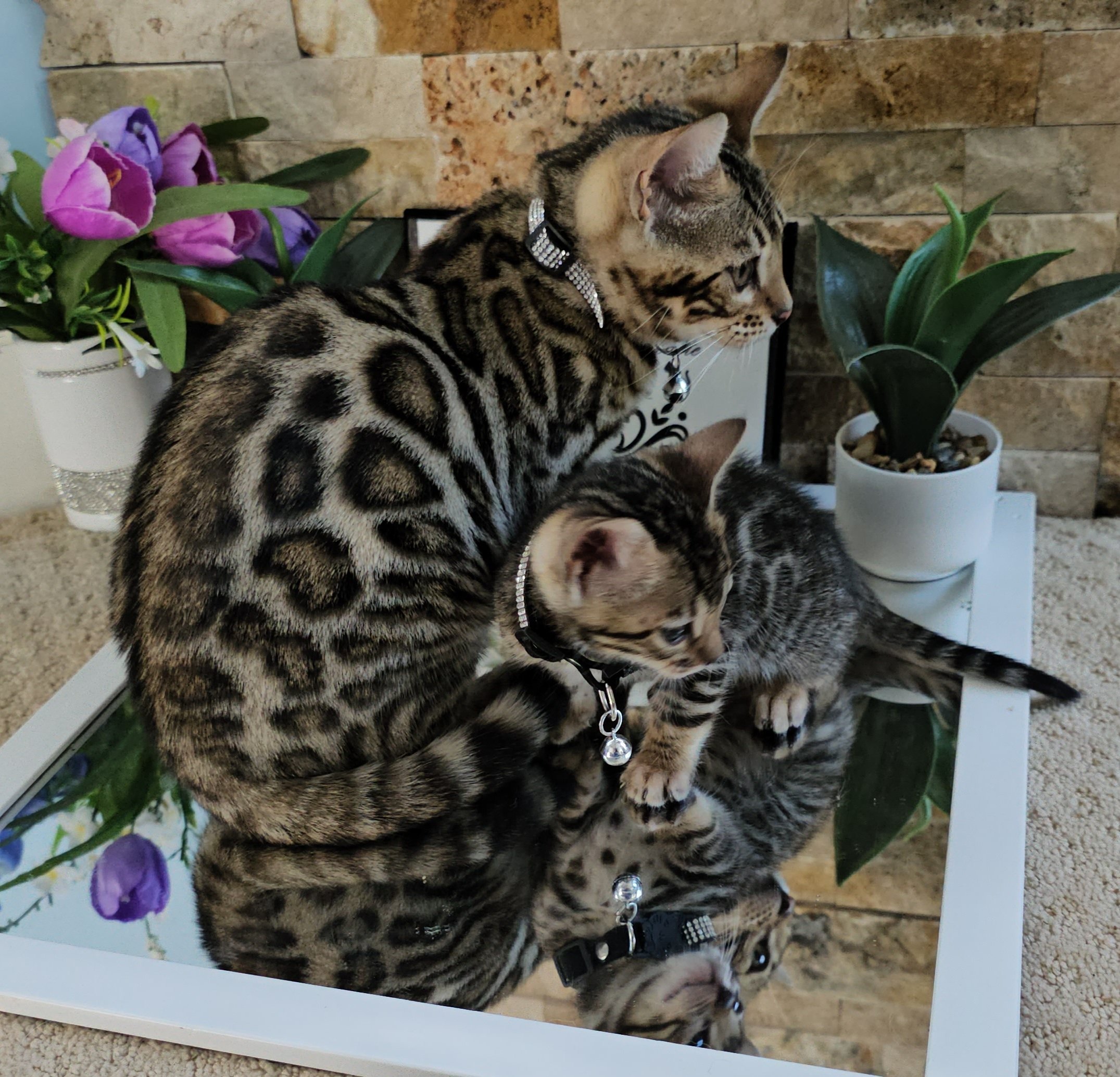Purebred TICA Registered Female Brown Rosette Bengal Kitten Available in Minnesota