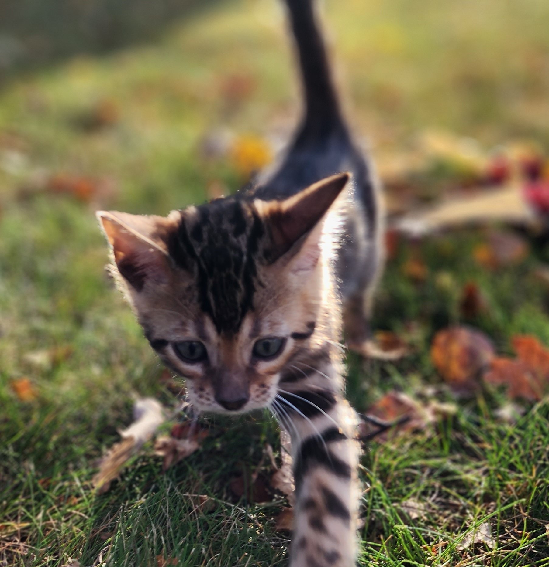 Male Brown/Black Rosette Bengal in Minnesota