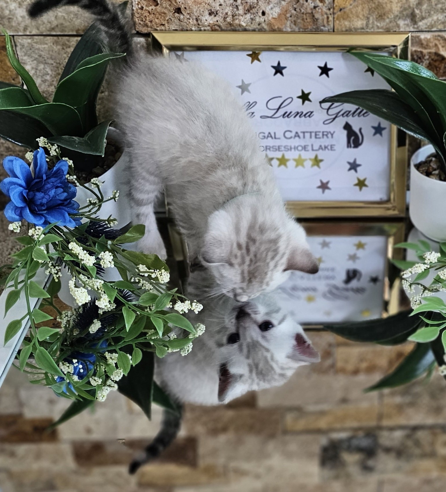 Purebred TICA Registered Male Snow Rosette Bengal Kitten in Minnesota