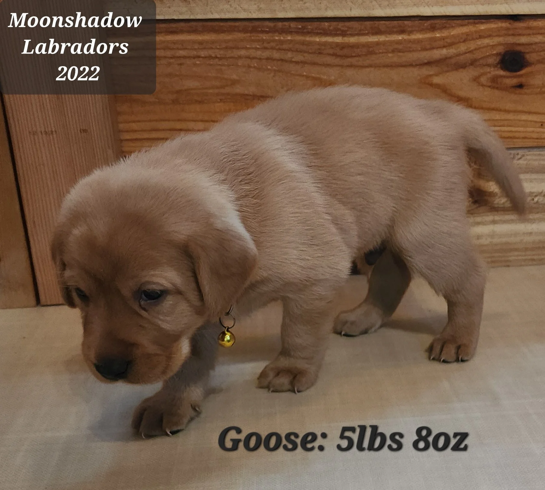 Male Yellow Fox Red Labrador Retriever Puppy in Minnesota