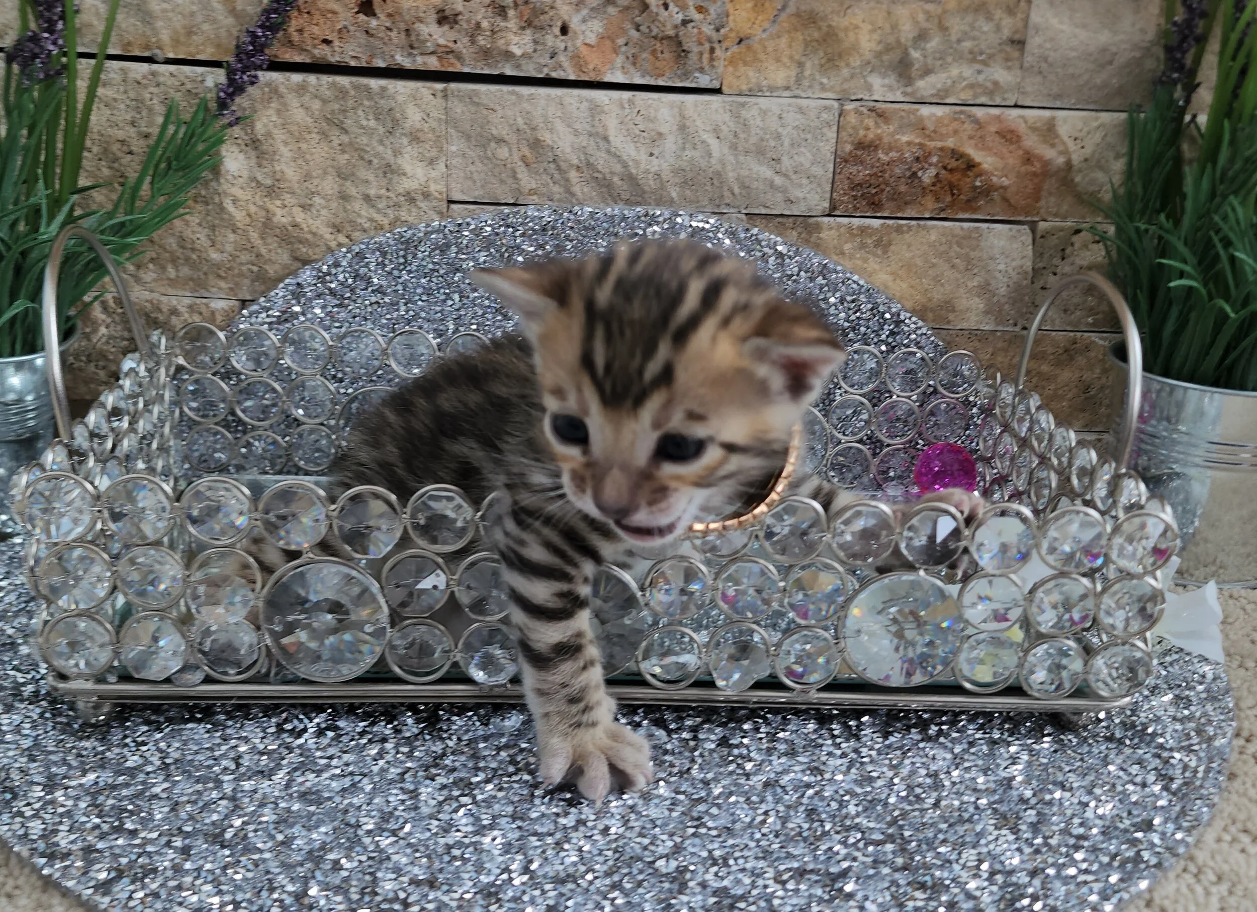 Purebred TICA Registered Female Brown Rosette Bengal Kitten Available in Minnesota