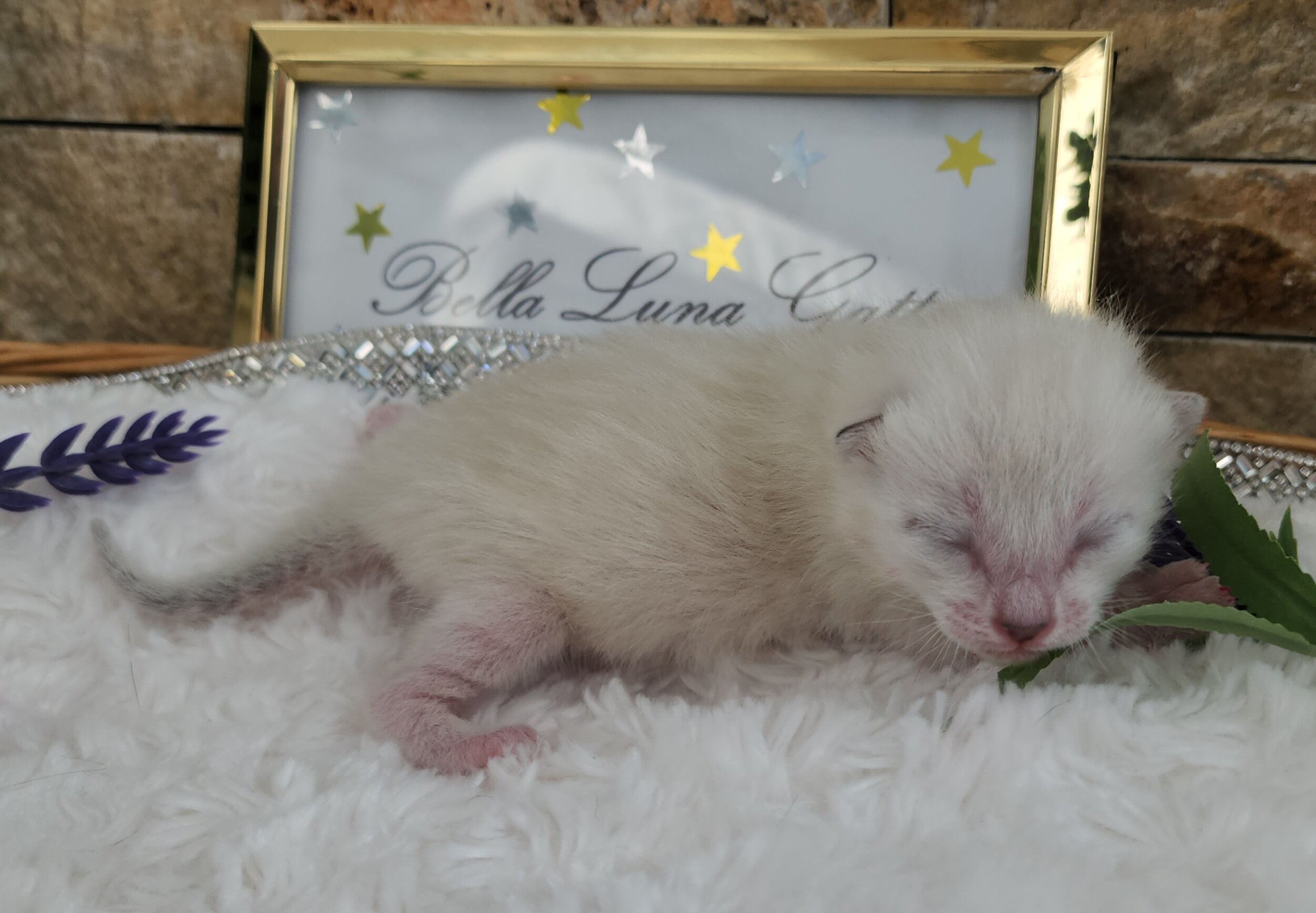 Purebred TICA Registered Female Snow Rosette Bengal Kitten in Minnesotac