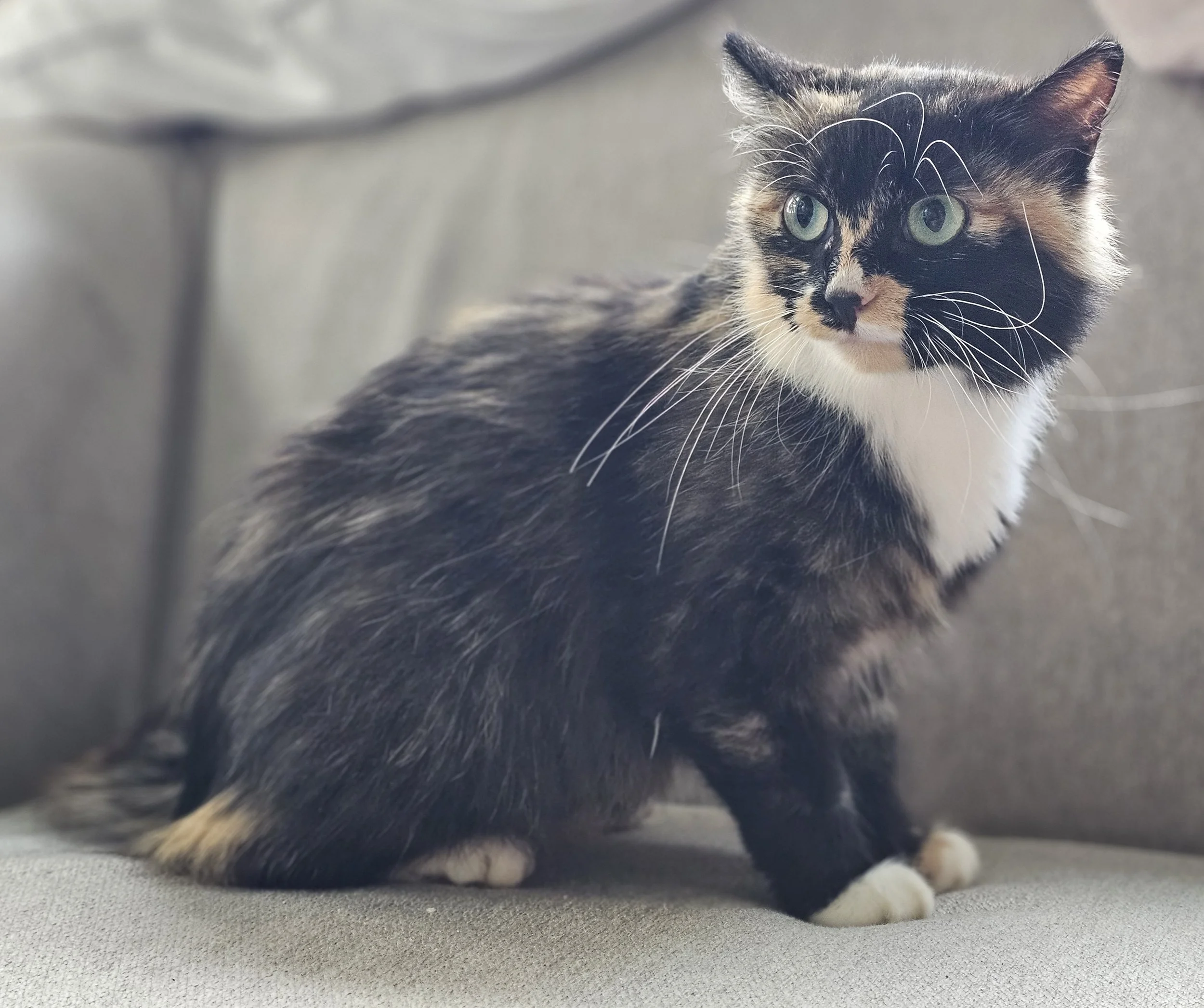 Female Tortoiseshell/Calico "Tortico" Cat for Adoption