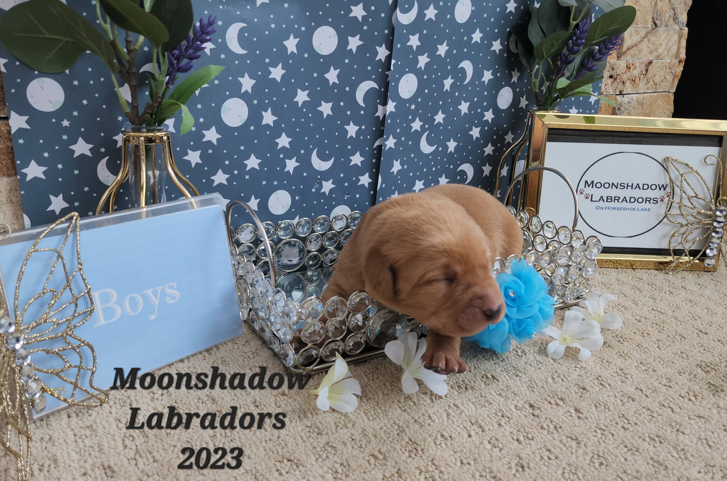 Male Yellow Fox Red Labrador Retriever Puppy in Minnesota
