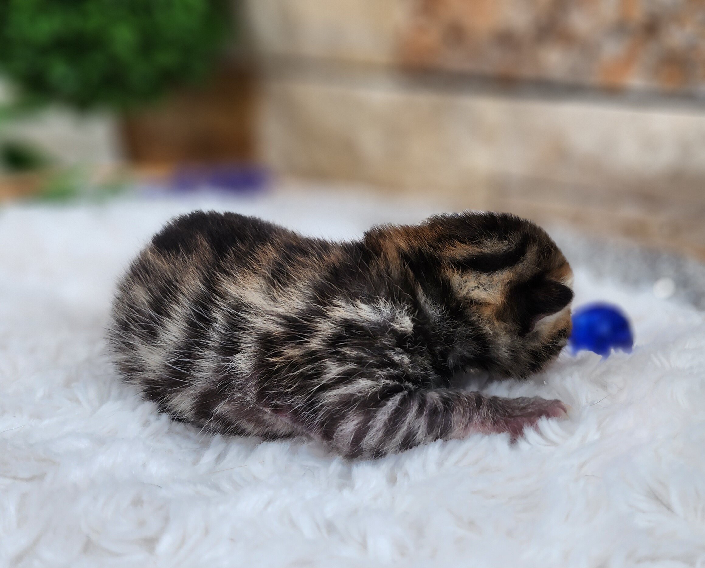 Purebred TICA Registered Male Brown Rosette Bengal Kitten Available in Minnesota