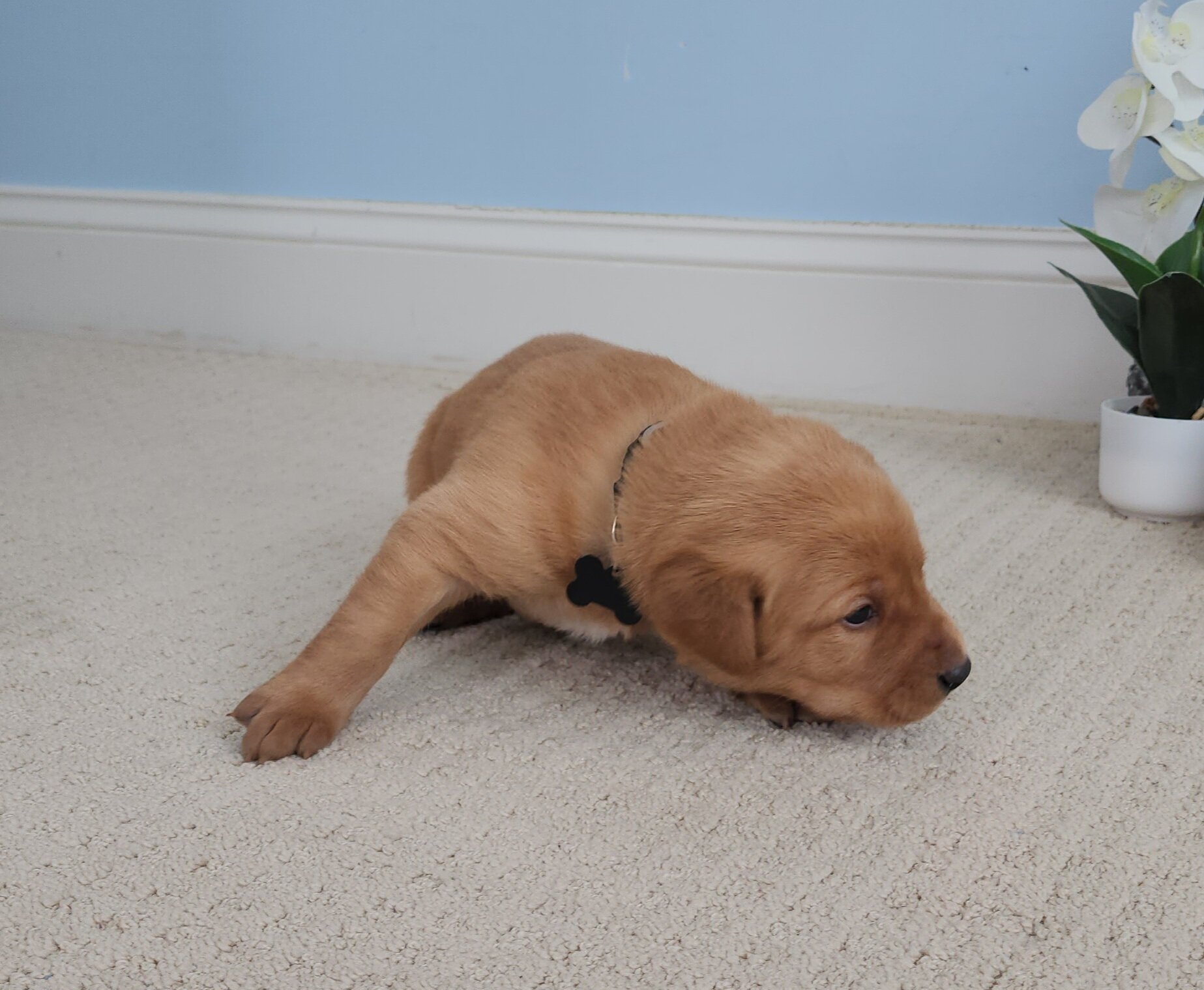 Male Yellow Fox Red Labrador Retriever Puppy in Minnesota