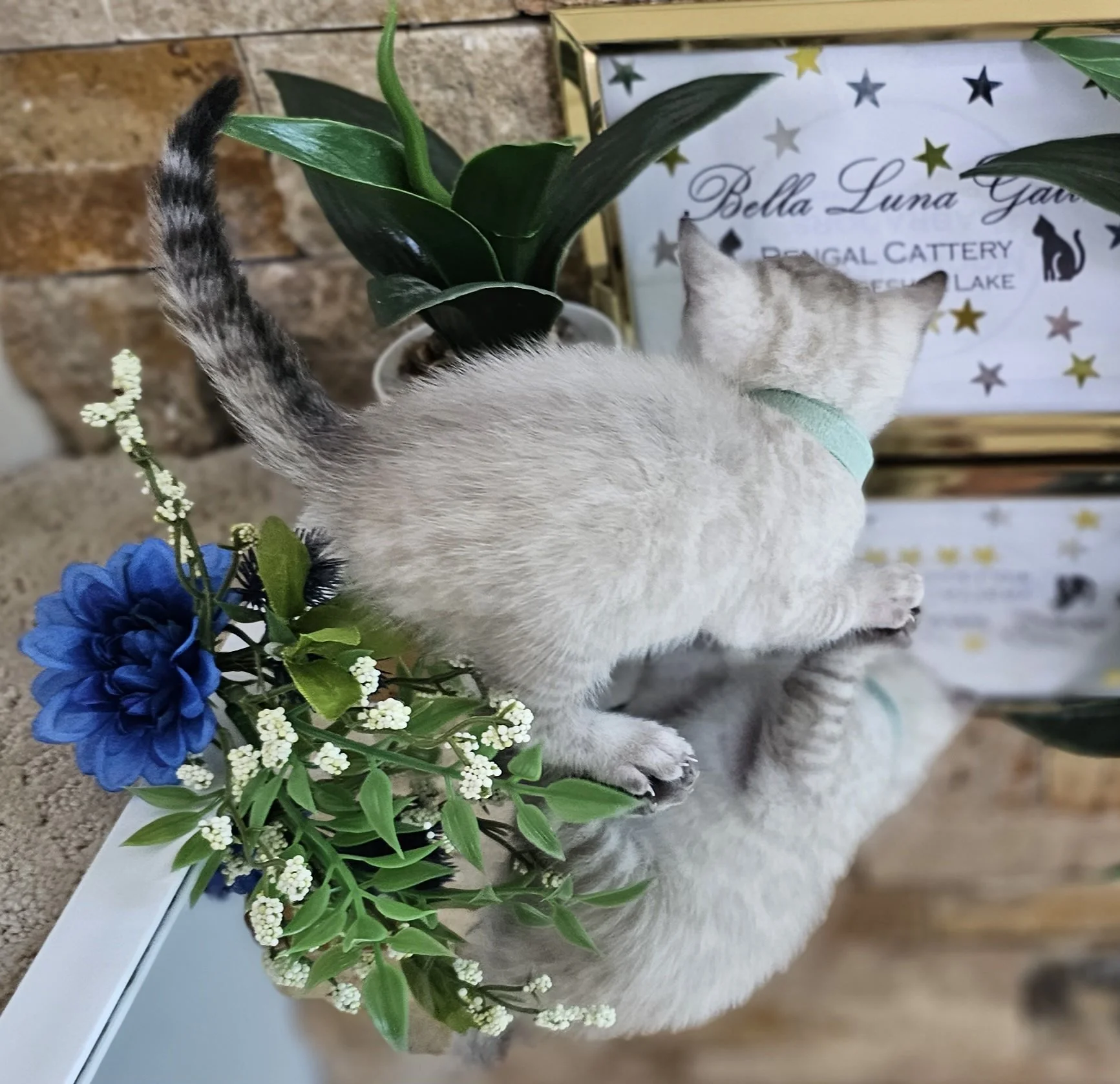 Purebred TICA Registered Male Snow Rosette Bengal Kitten in Minnesota