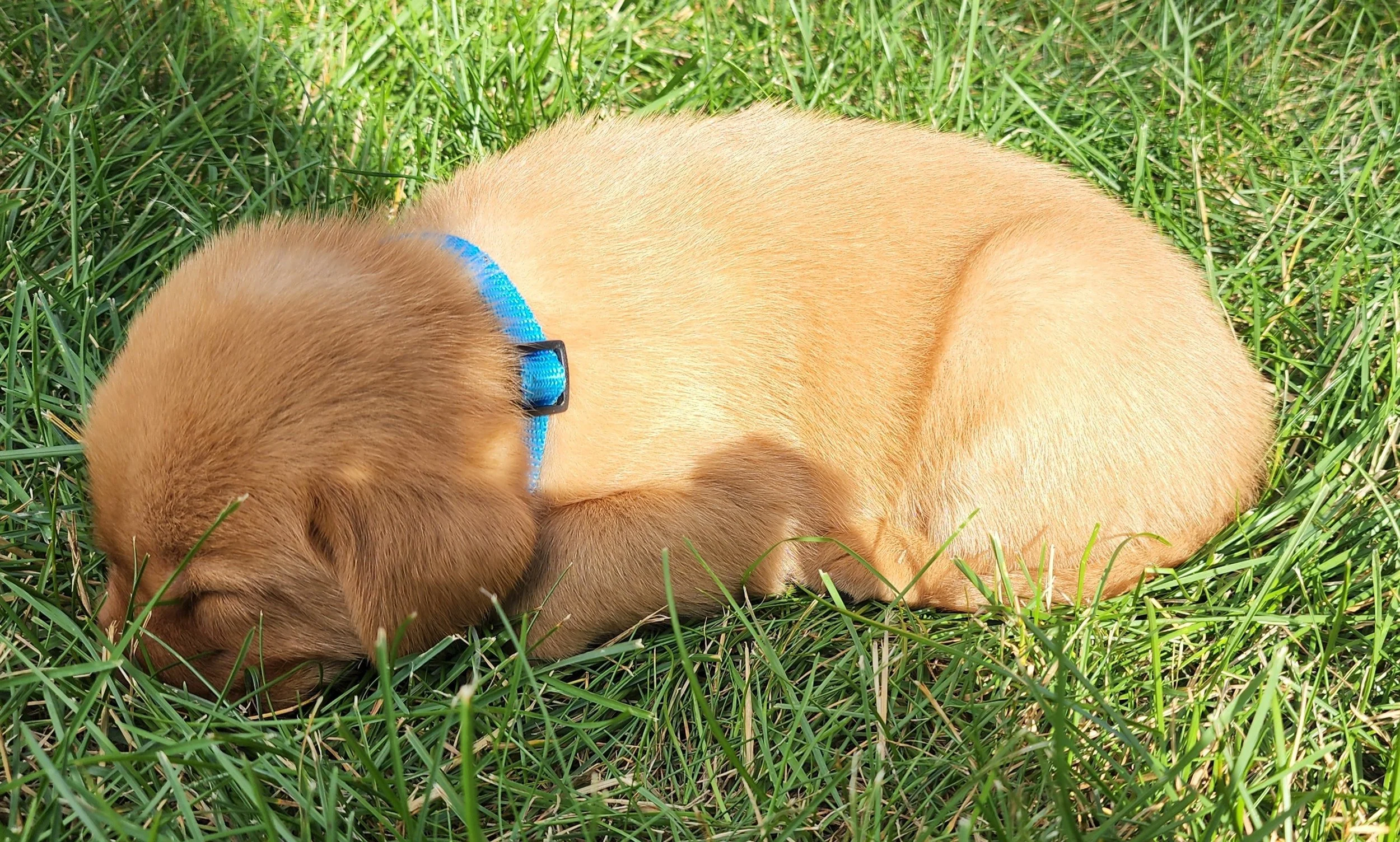 Male Yellow Fox Red Labrador Retriever Puppy in Minnesota
