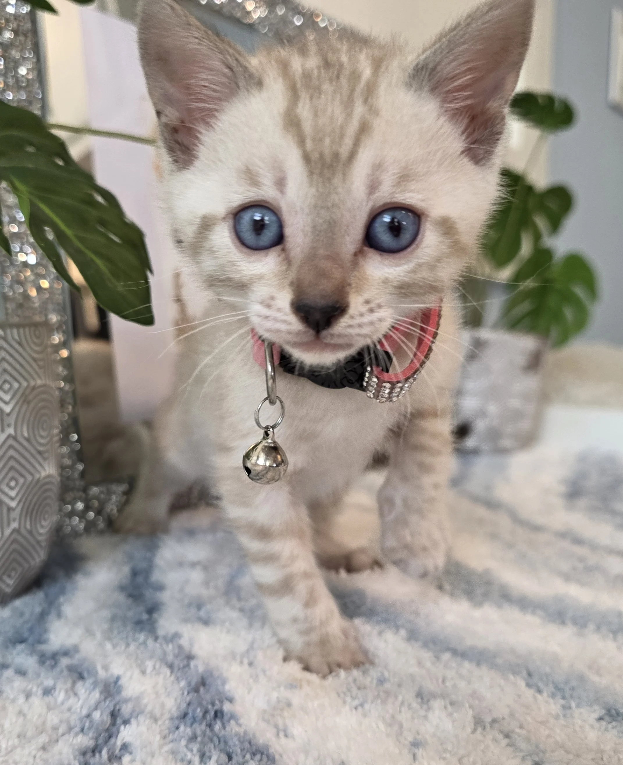 Female Snow Lynx Bengal Kitten