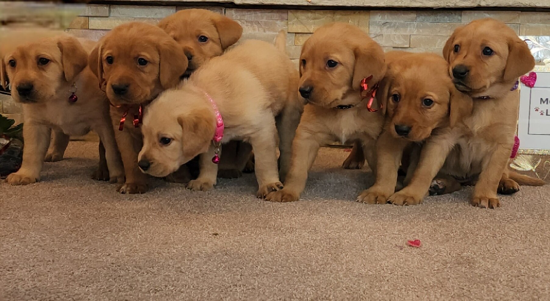 AKC Yellow Fox Red Labrador Retriever Puppies Available in Minnesota
