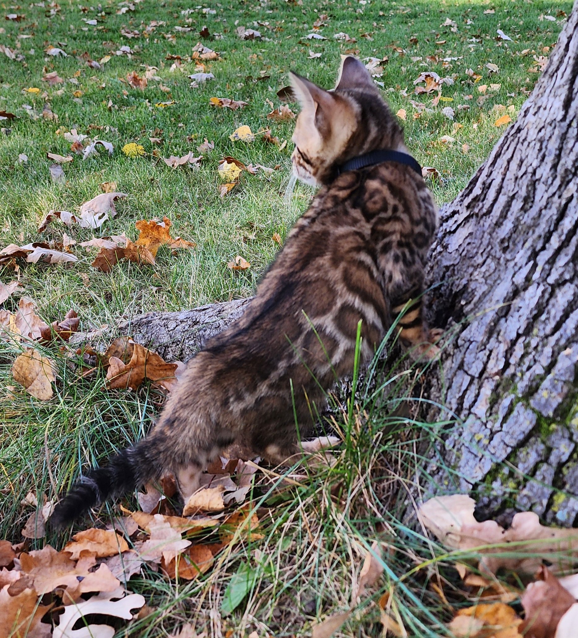 Male Brown/Black Rosette Bengal in Minnesota