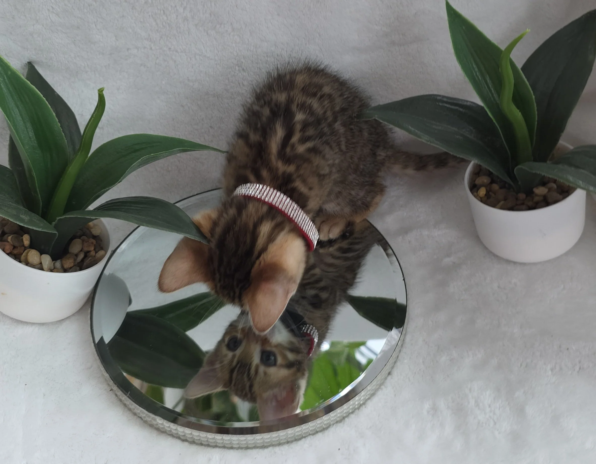 Nine-Week-Old, Female, Brown Rosette, Bengal Kitten