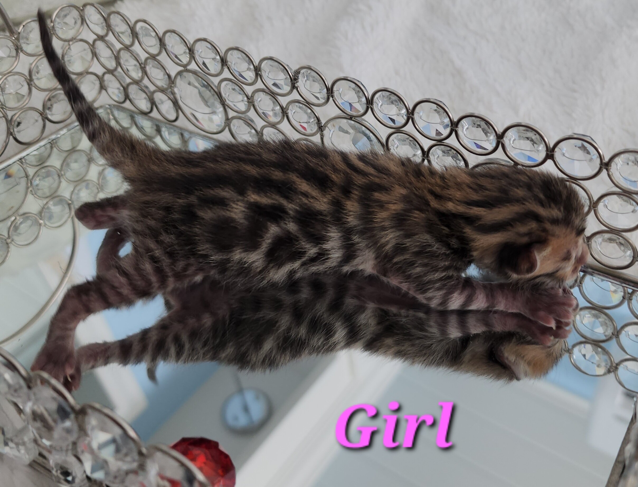 Purebred Brown Rosette Bengal Kitten in Minnesota