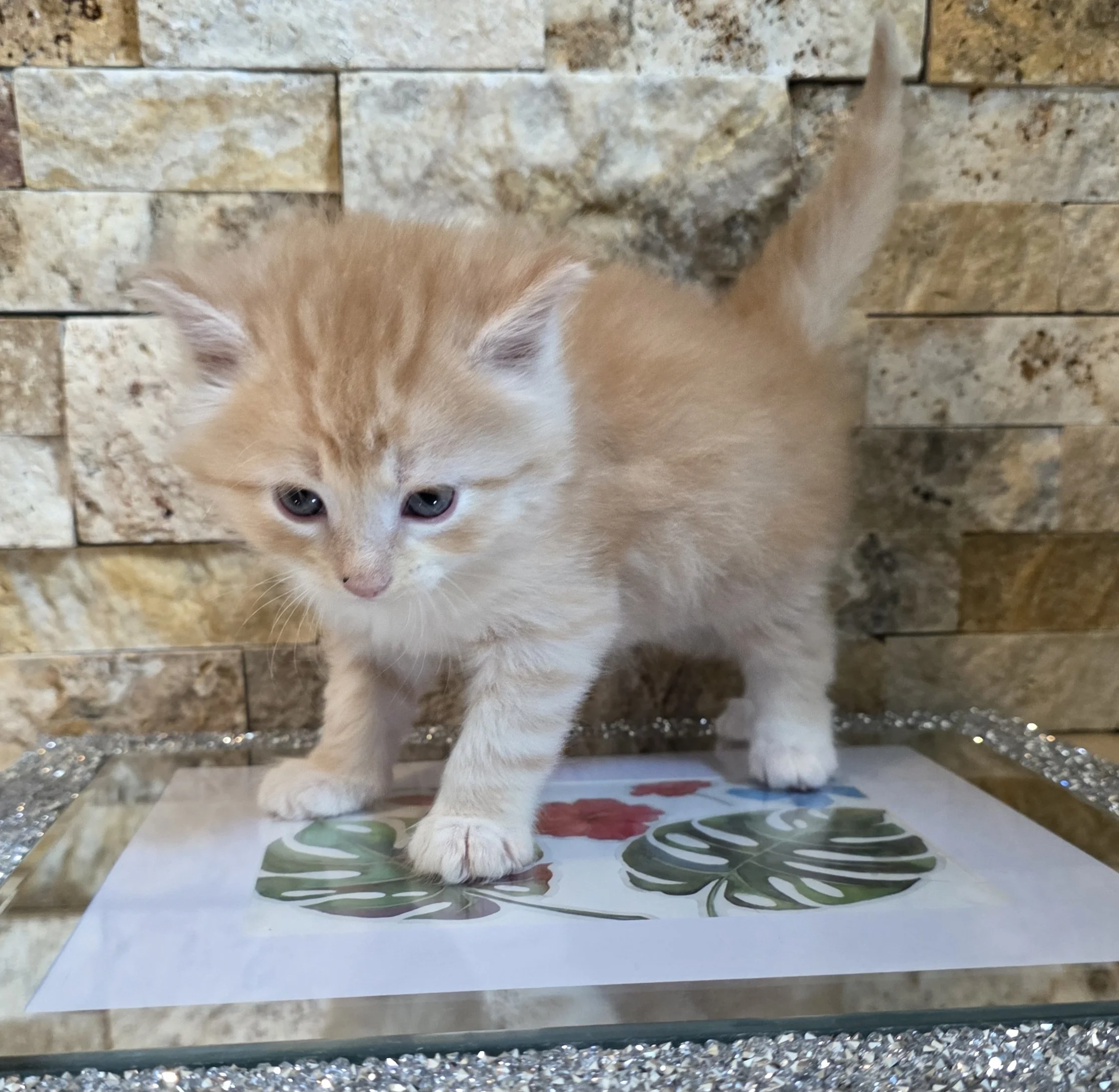 Orange Kitten with White Paws