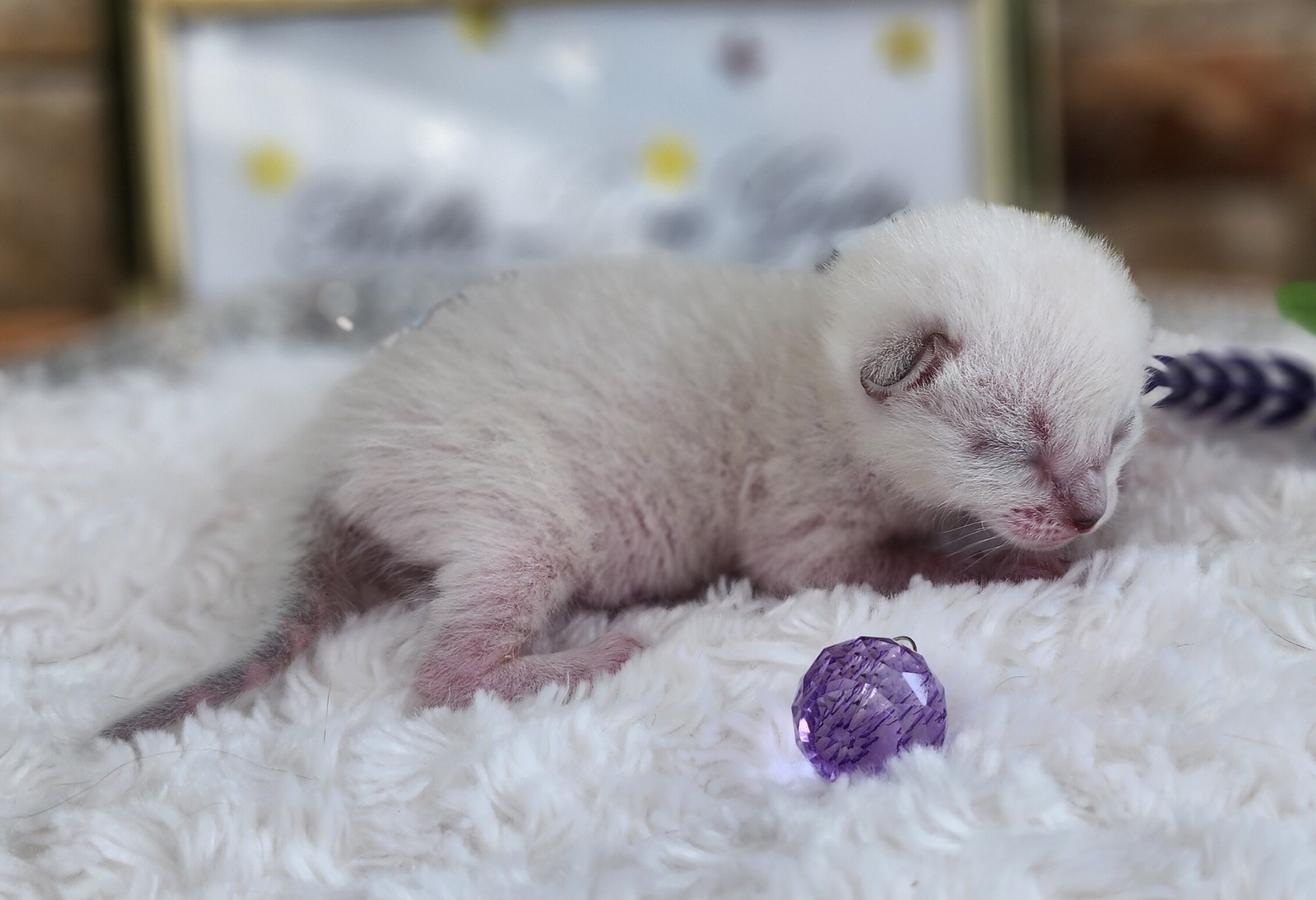 Purebred TICA Registered Female Snow Rosette Bengal Kitten in Minnesota