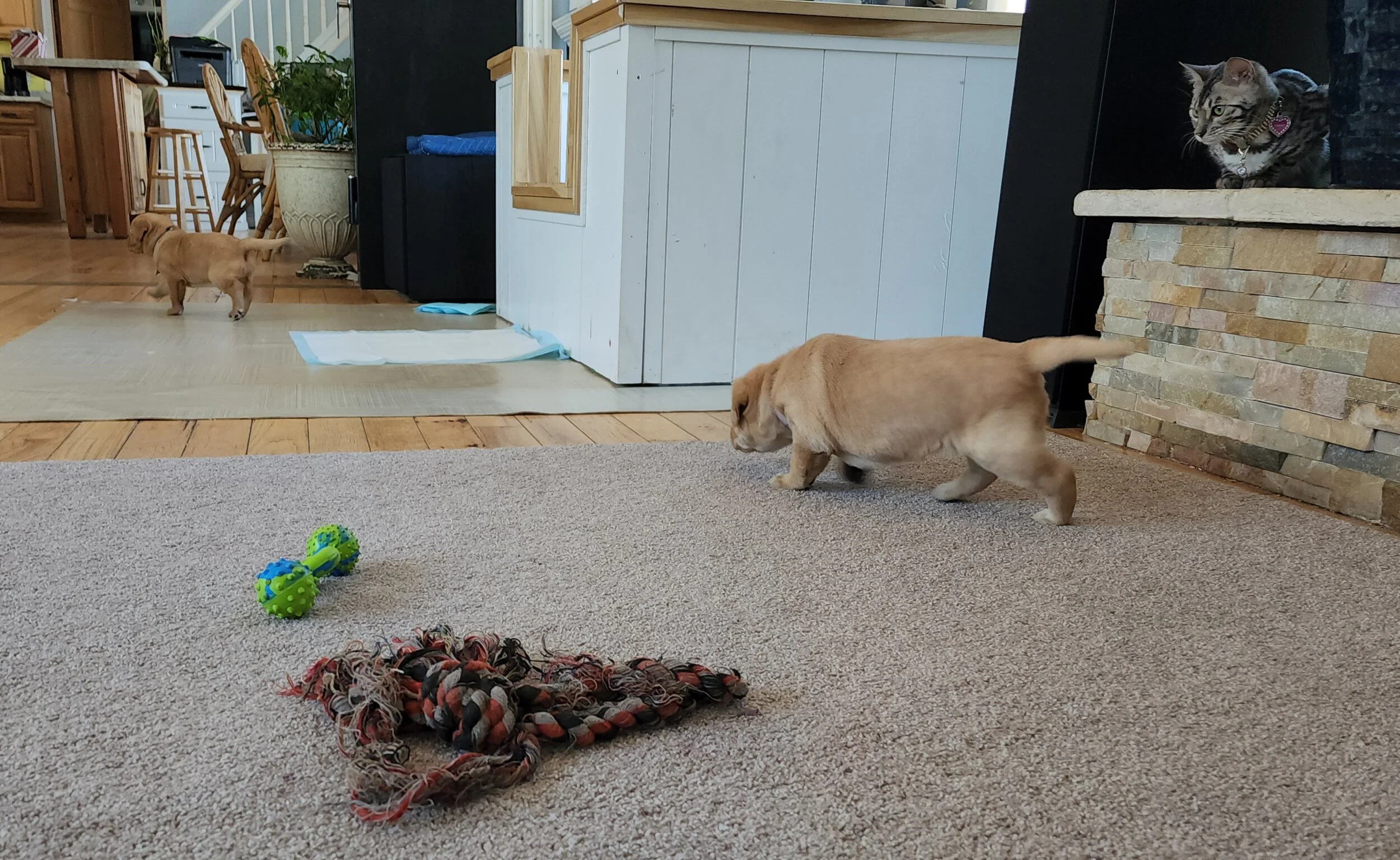 AKC Yellow Fox Red Labrador Retriever Puppies Available in Minnesota