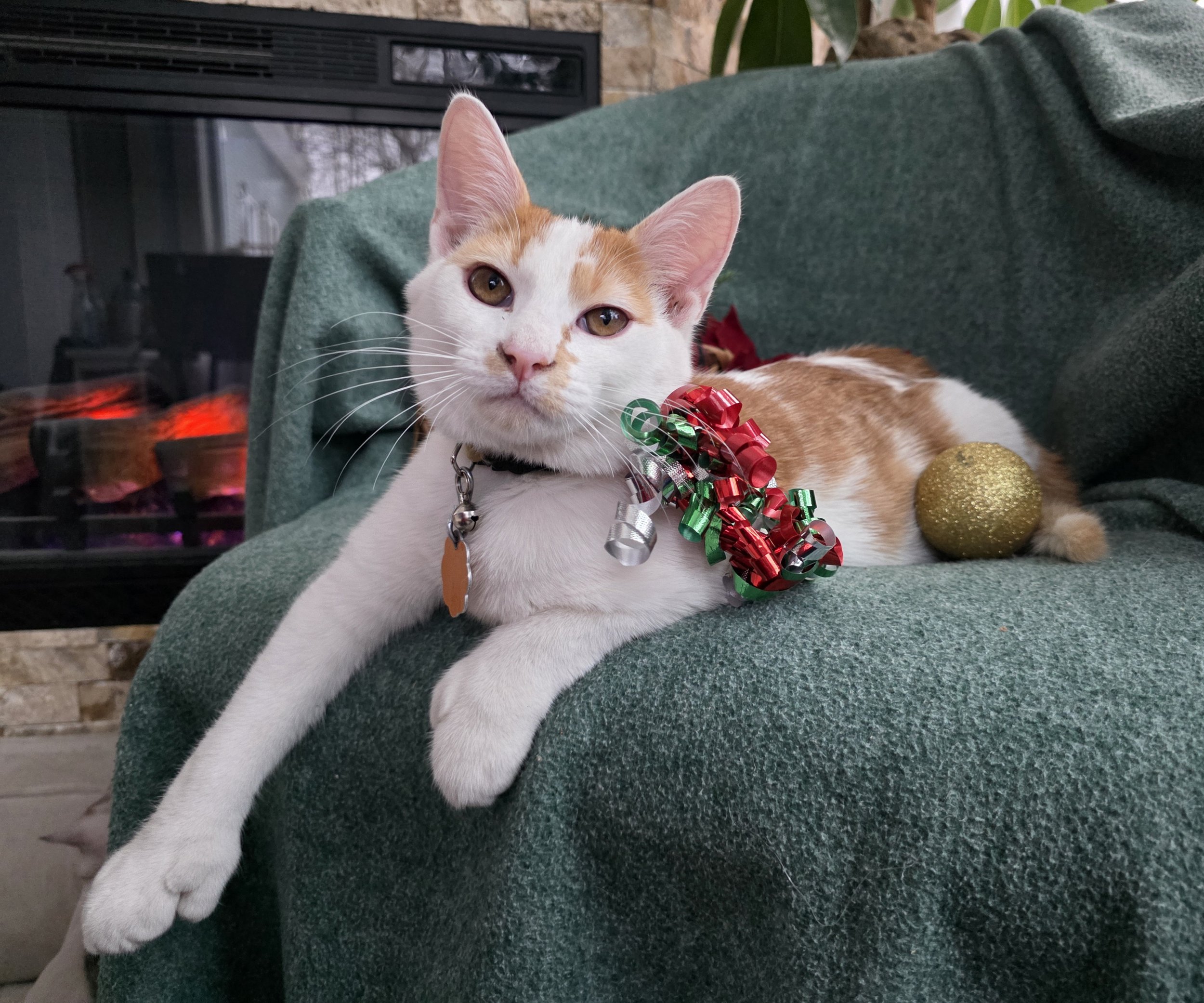 Polydactyl Orange & White Male Kitten for Adoption in Central Minnesota
