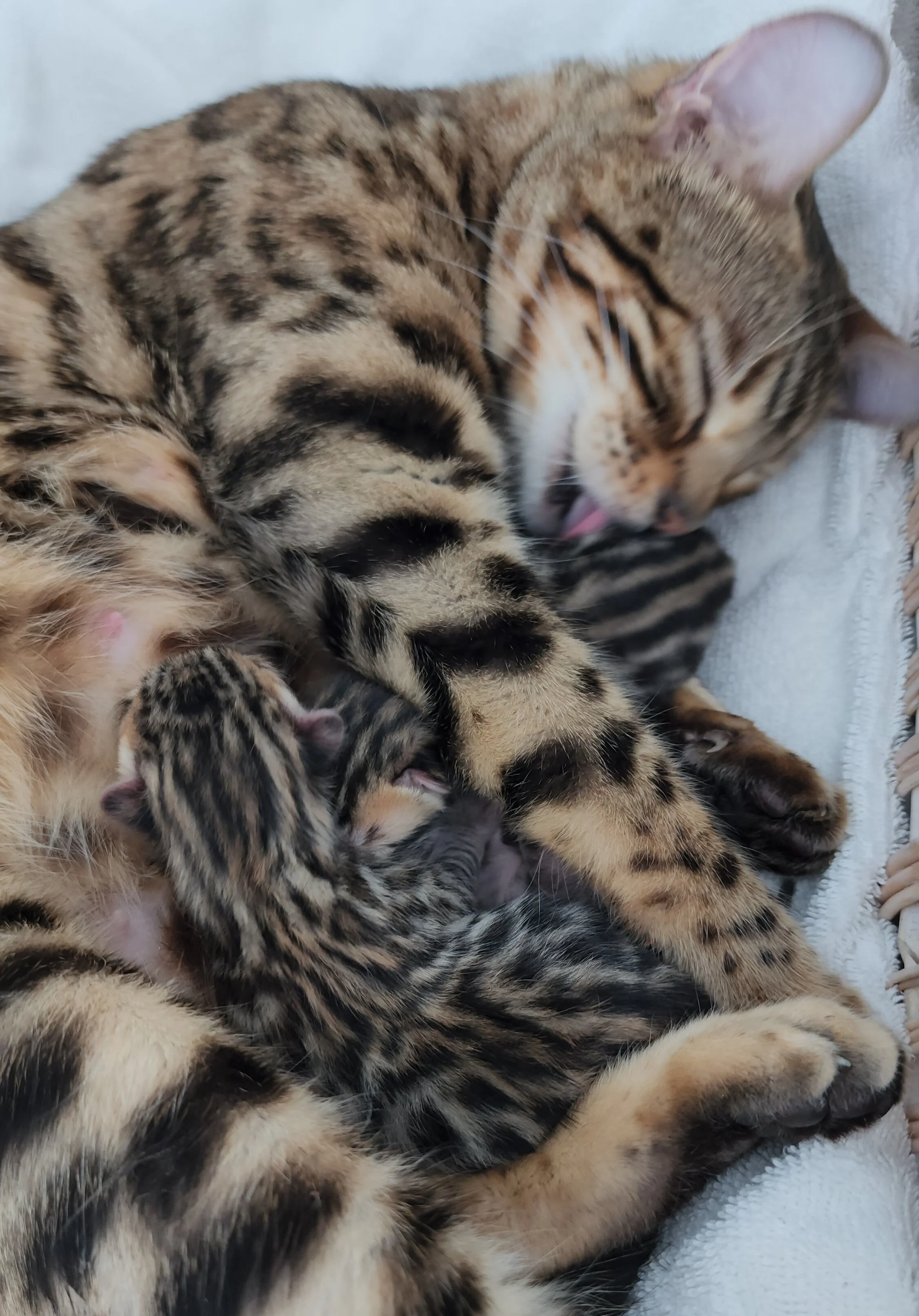 TICA Registered Brown Donut Rosette Bengal Kittens Available in Minnesota