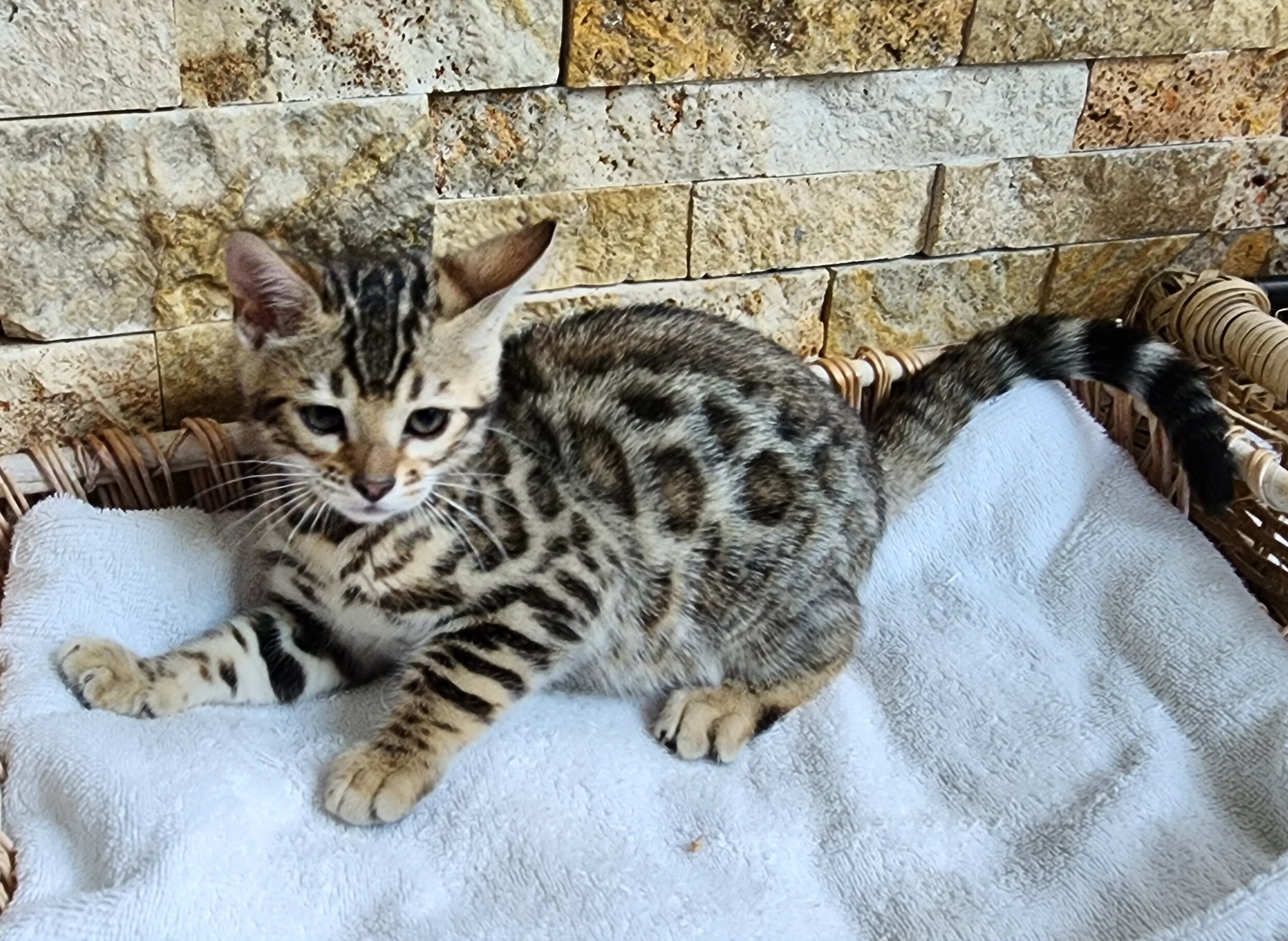 Purebred TICA Registered Female Brown Rosette Bengal Kitten Available in Minnesota