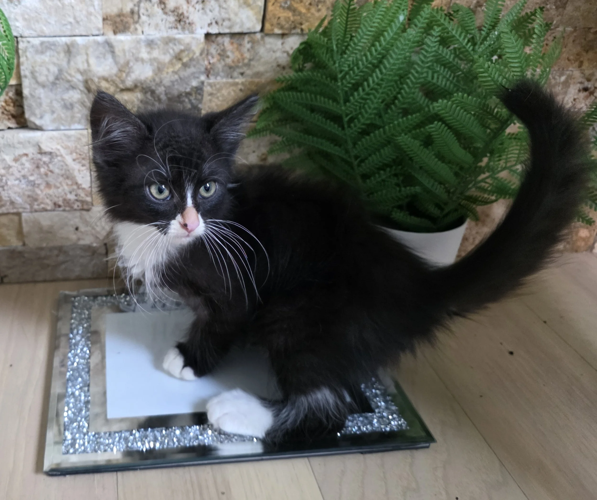 Male Polydactyl Black and White Tuxedo Kitten for Adoption in Central Minnesota