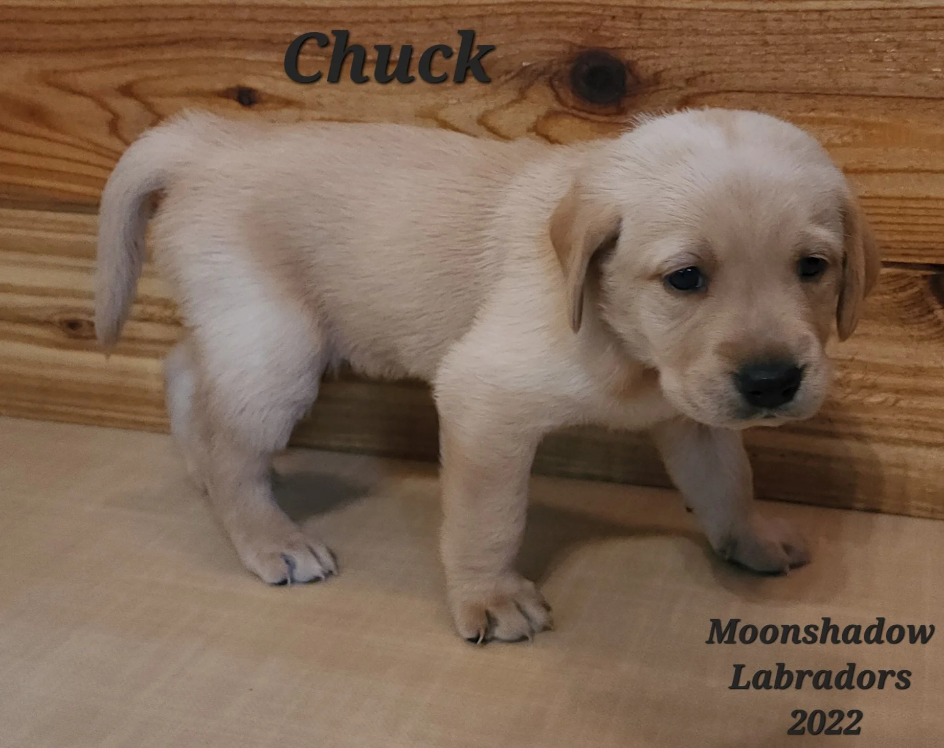 Male Yellow Fox Red Labrador Retriever Puppy in Minnesota