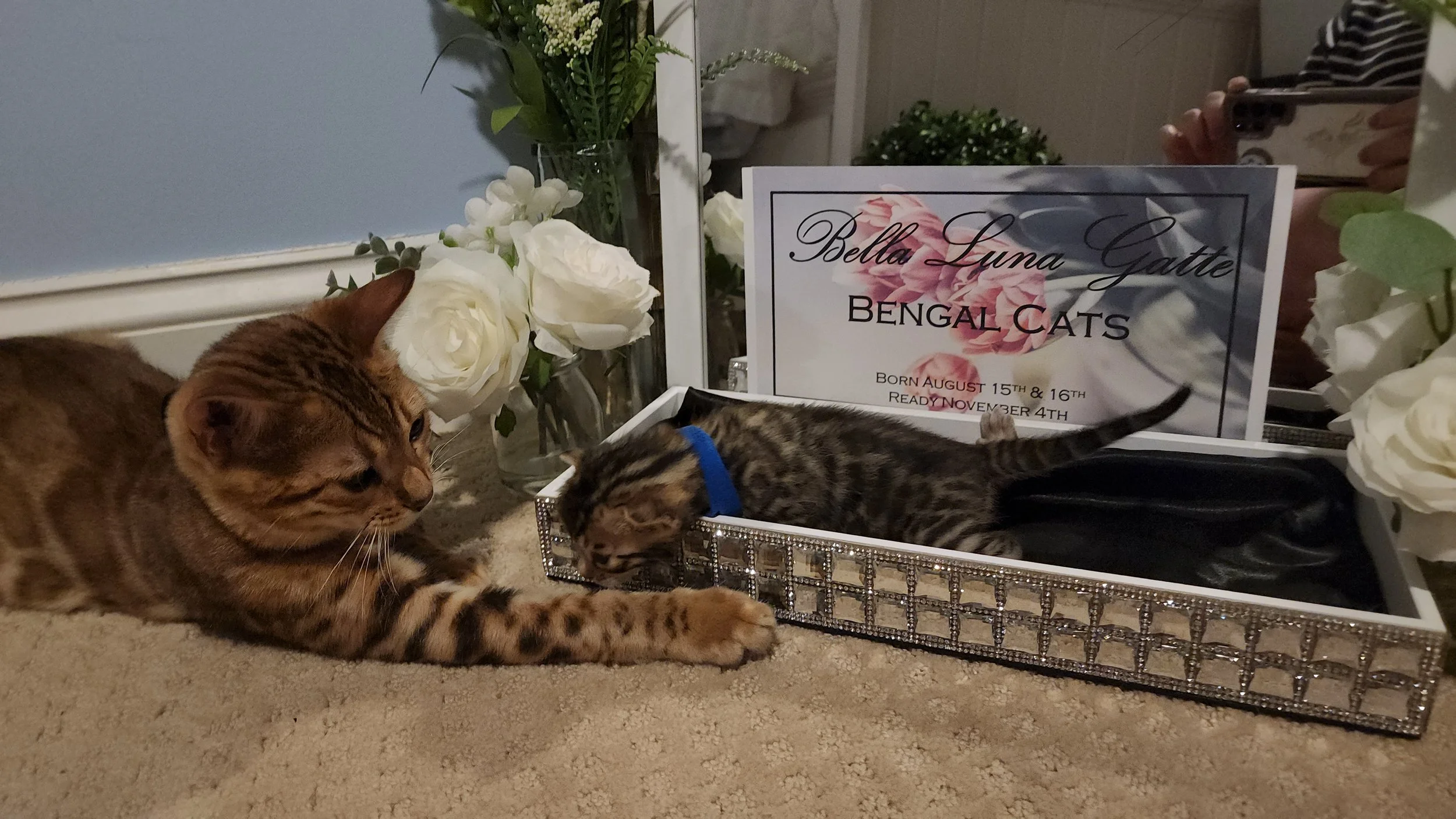 Brown Bengal Cats