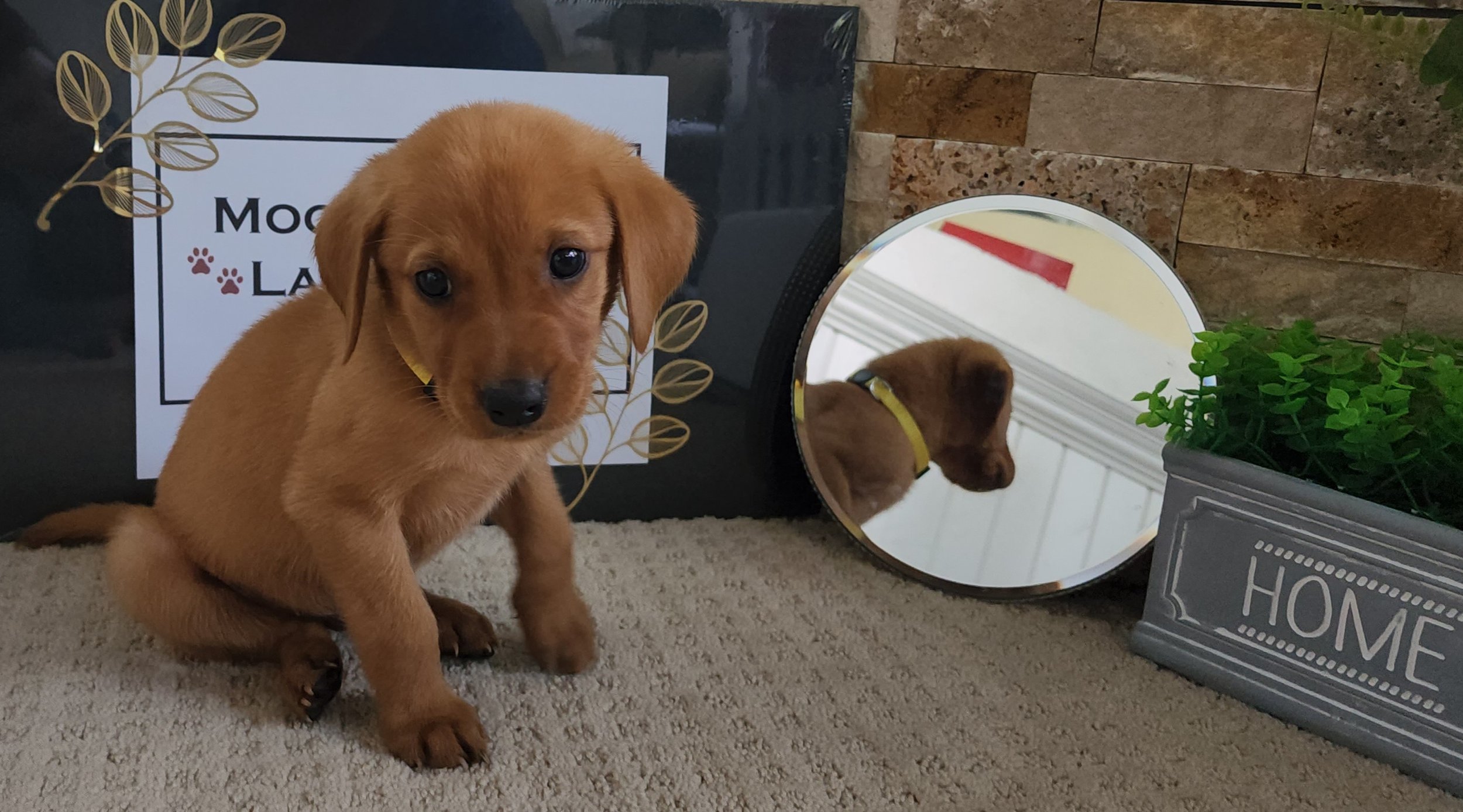 Fox Red Labrador Retriever Puppy in Minnesota