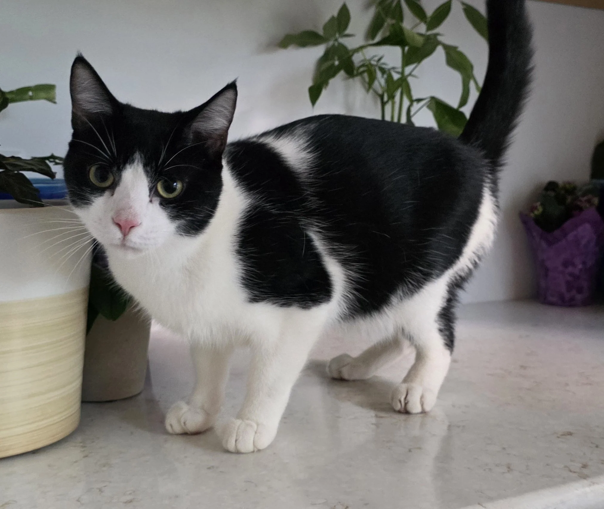 Black & White Male Kitten for Adoption in the Brainerd, MN Area
