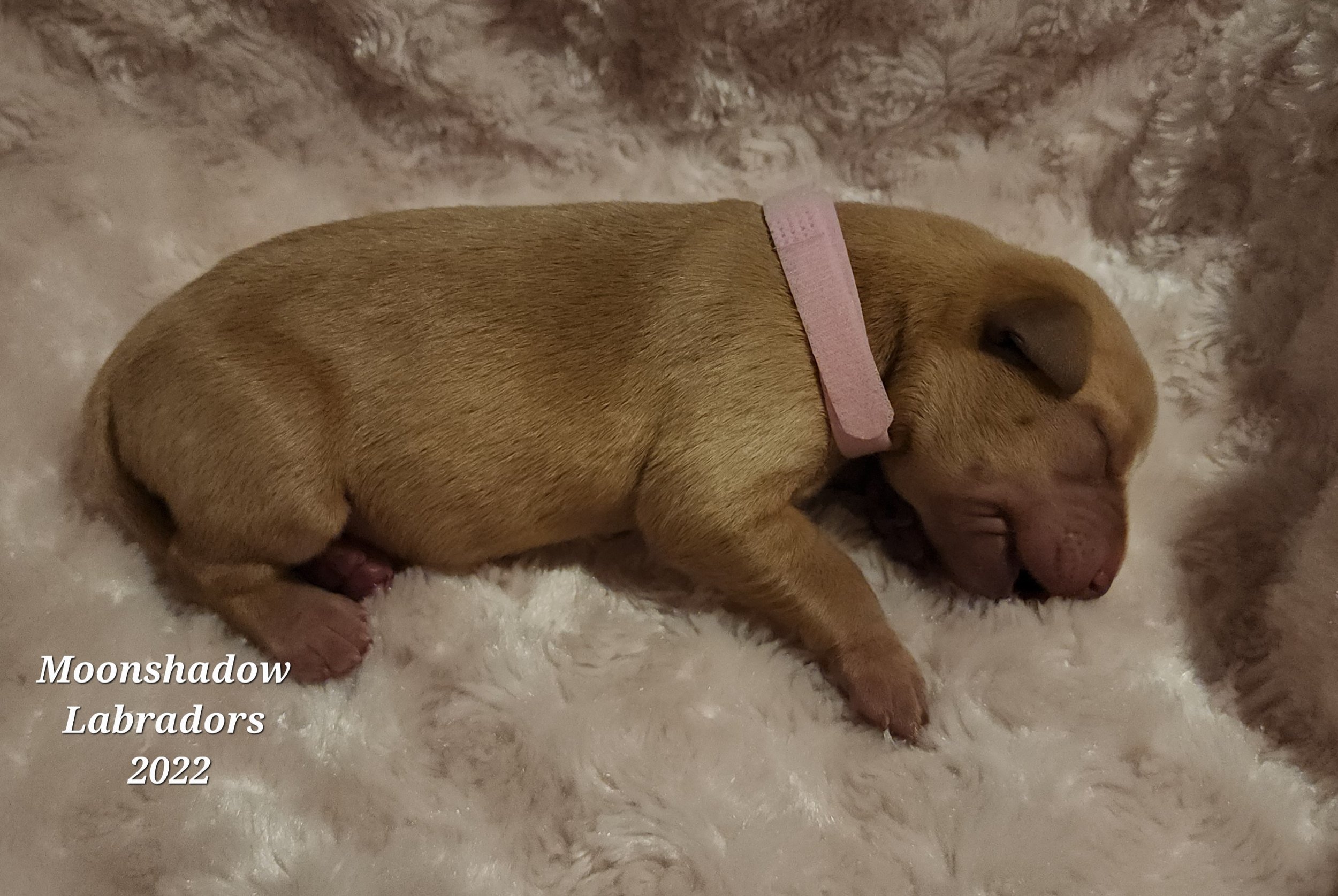 Female Yellow Fox Red Labrador Retriever Puppy in Minnesota