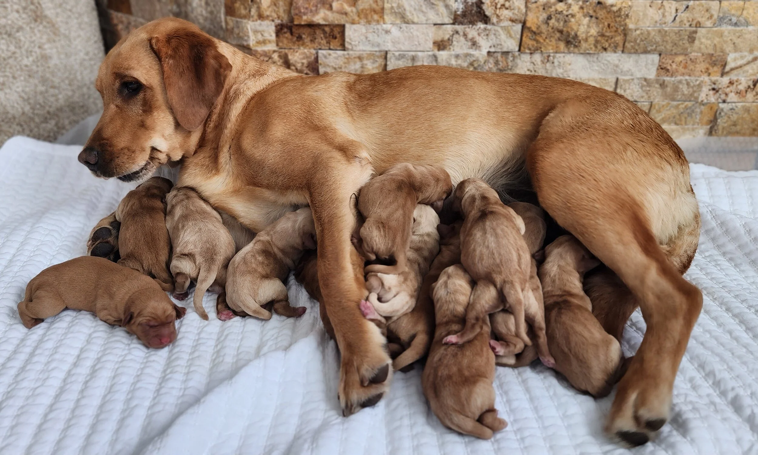 OFA Health Tested AKC Yellow Fox Red Labrador Retriever Puppies Available in Minnesota
