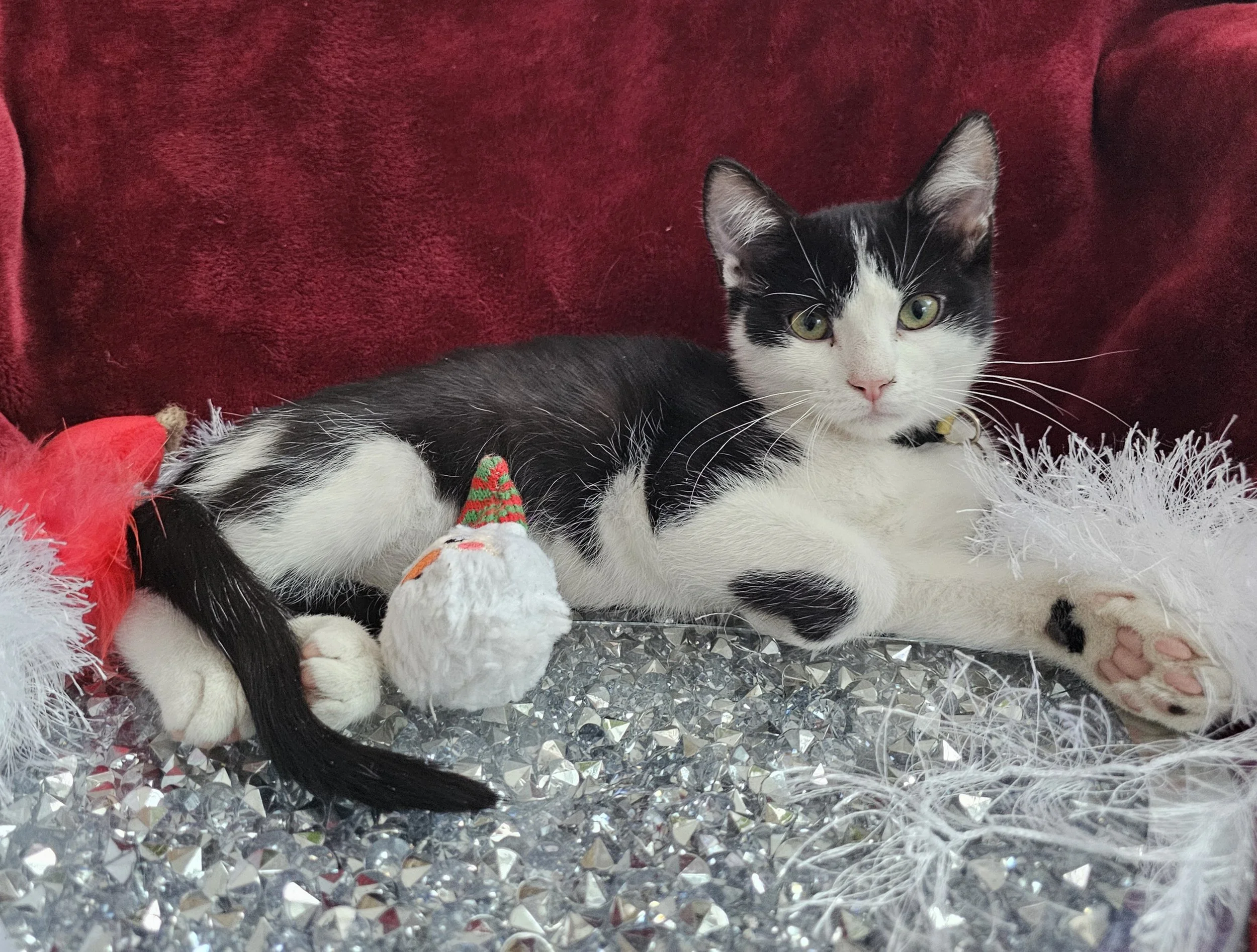 Black & White Female Kitten for Adoption in the Brainerd, MN Area