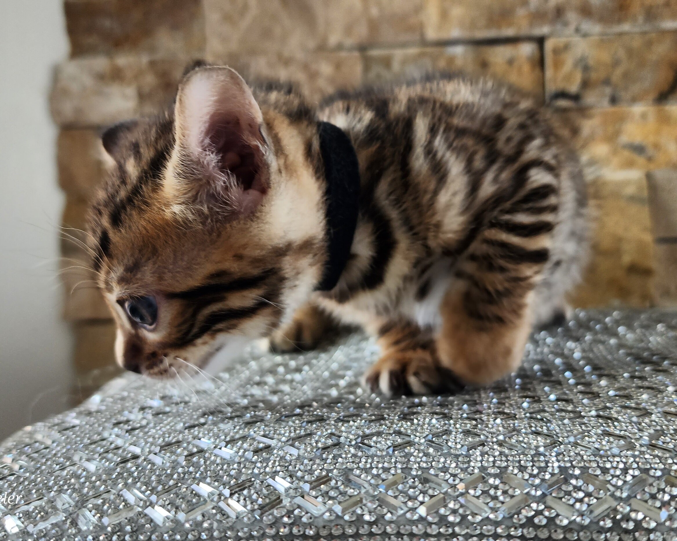Purebred TICA Registered Male Brown Rosette Bengal Kitten Available in Minnesota