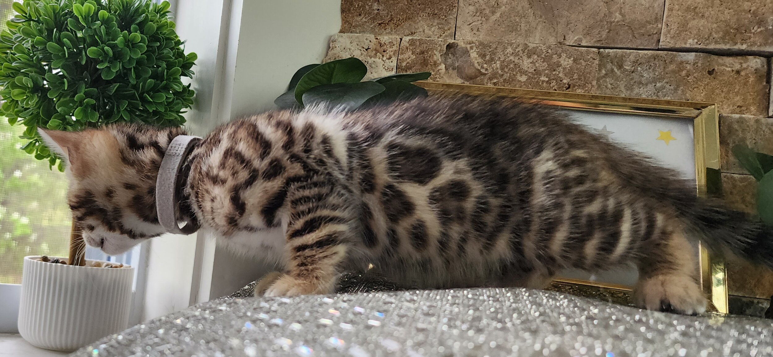 Purebred TICA Registered Male Brown Rosette Bengal Kitten Available in Minnesota