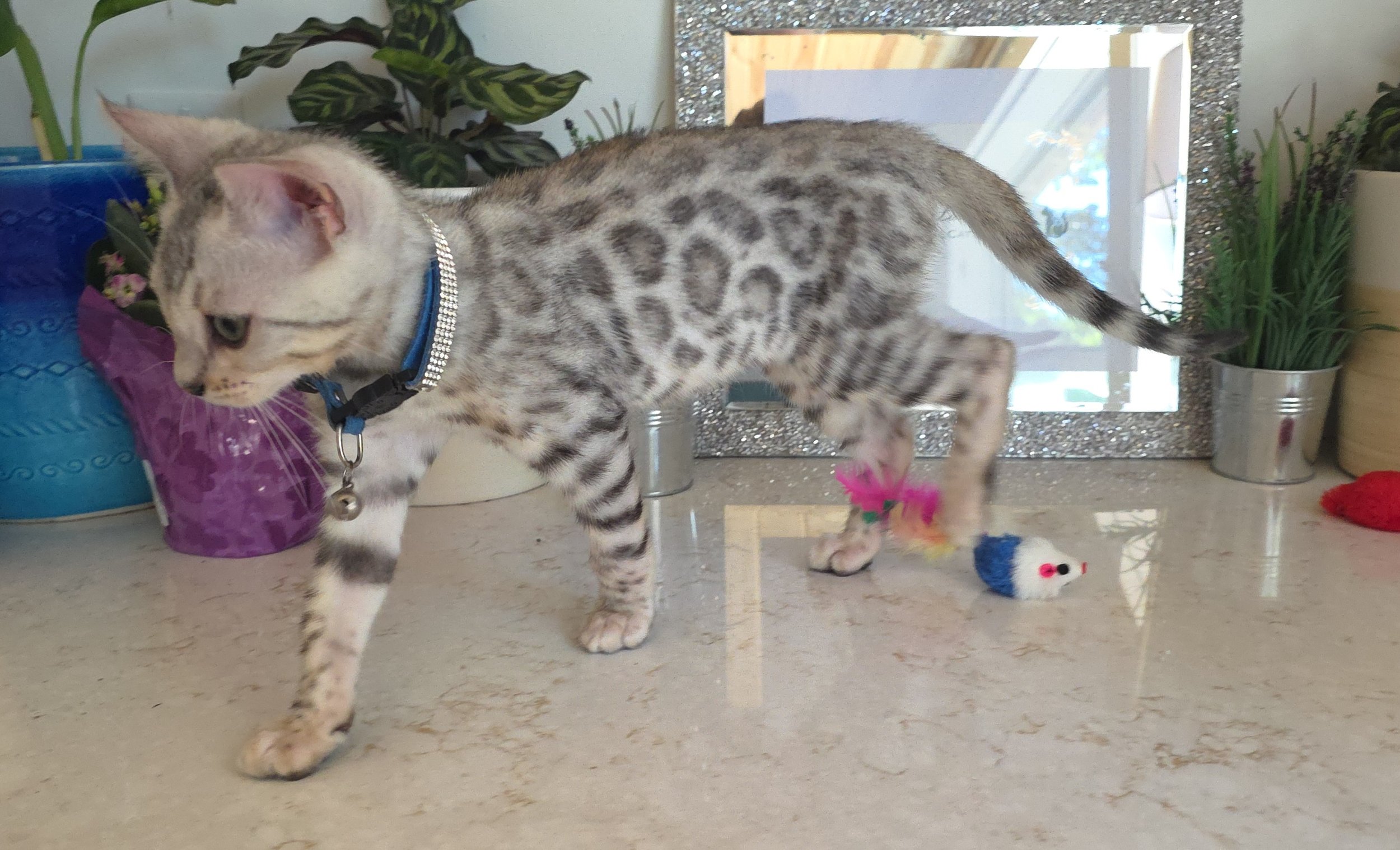 Fourteen-Week-Old Male Silver Bengal Cat
