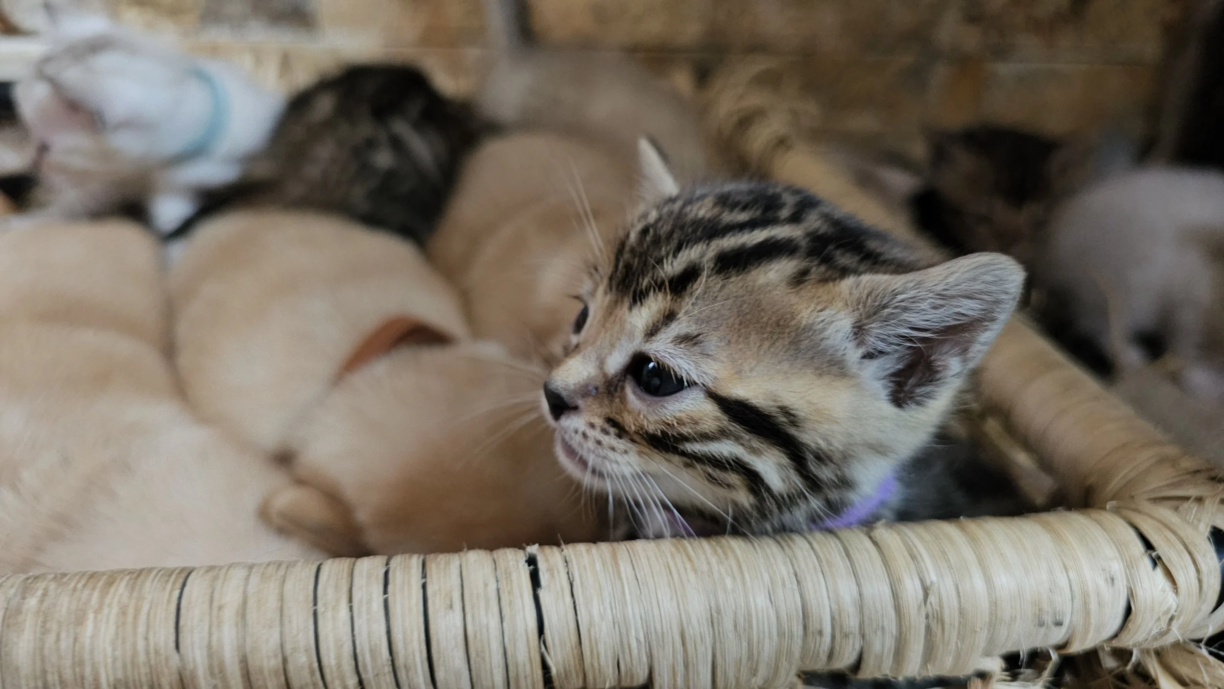 Labrador Retriever Puppies and Bengal Kittens