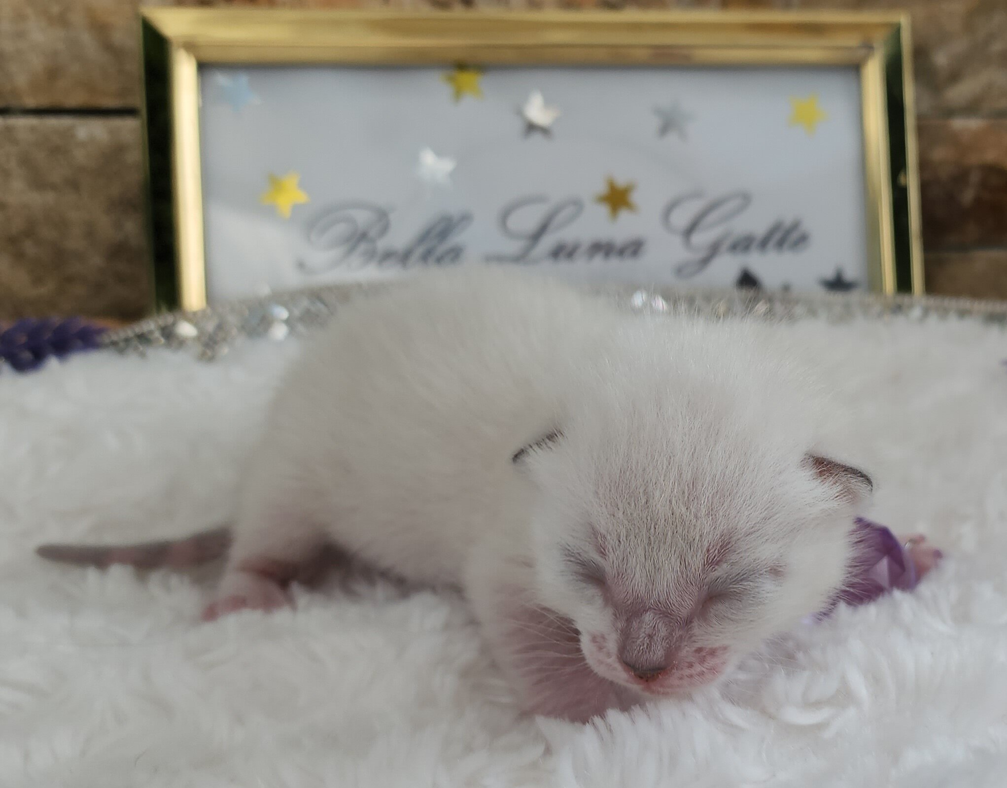 Purebred TICA Registered Female Snow Rosette Bengal Kitten in Minnesota