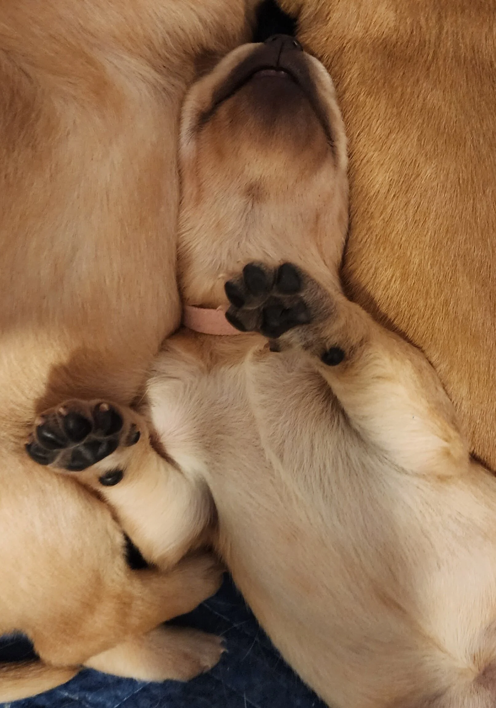 Two-Week-Old Female AKC Yellow Fox Red Labrador Retriever Puppy Available in Minnesota