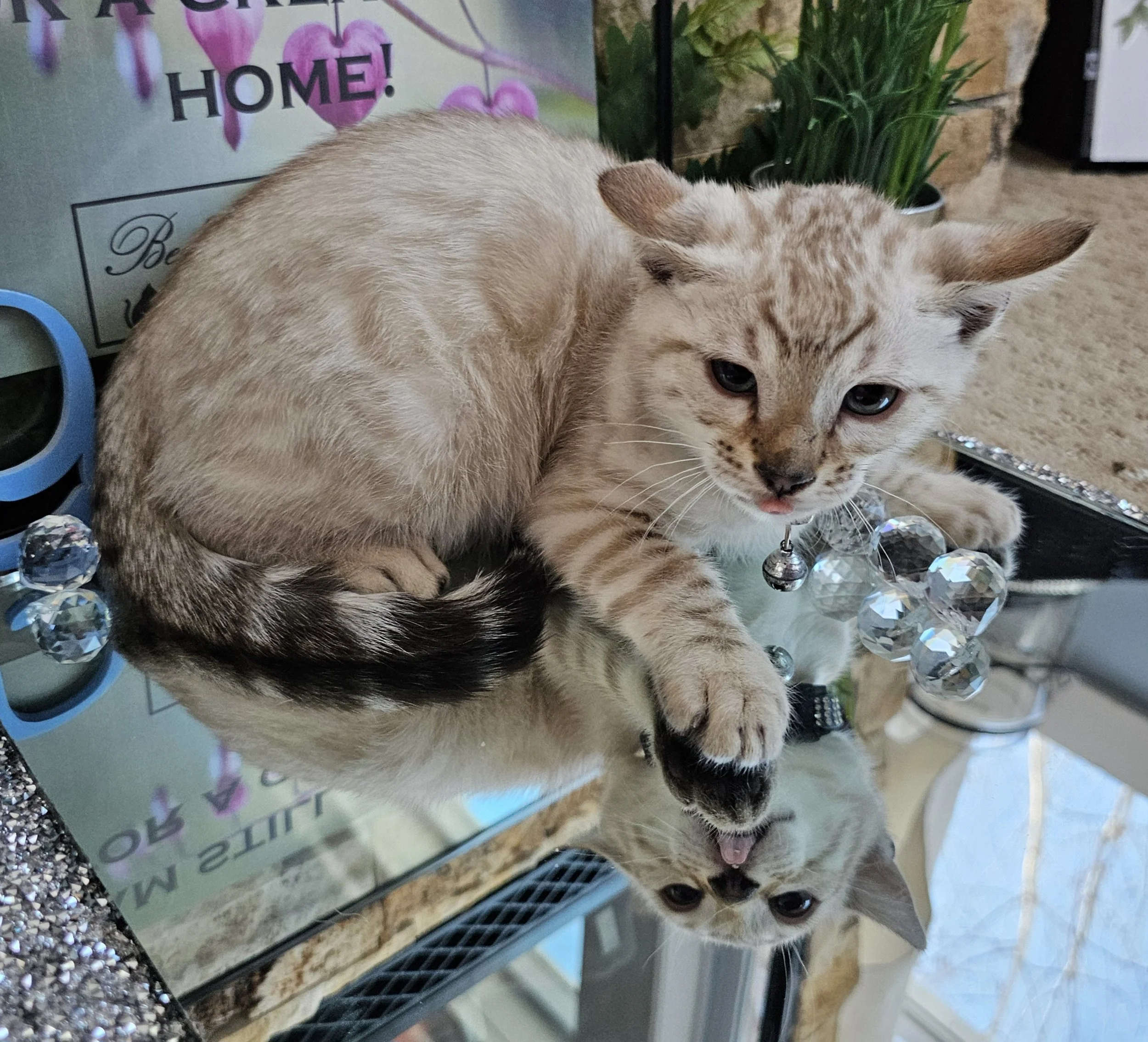 Male Snow Lynx Bengal Kitten