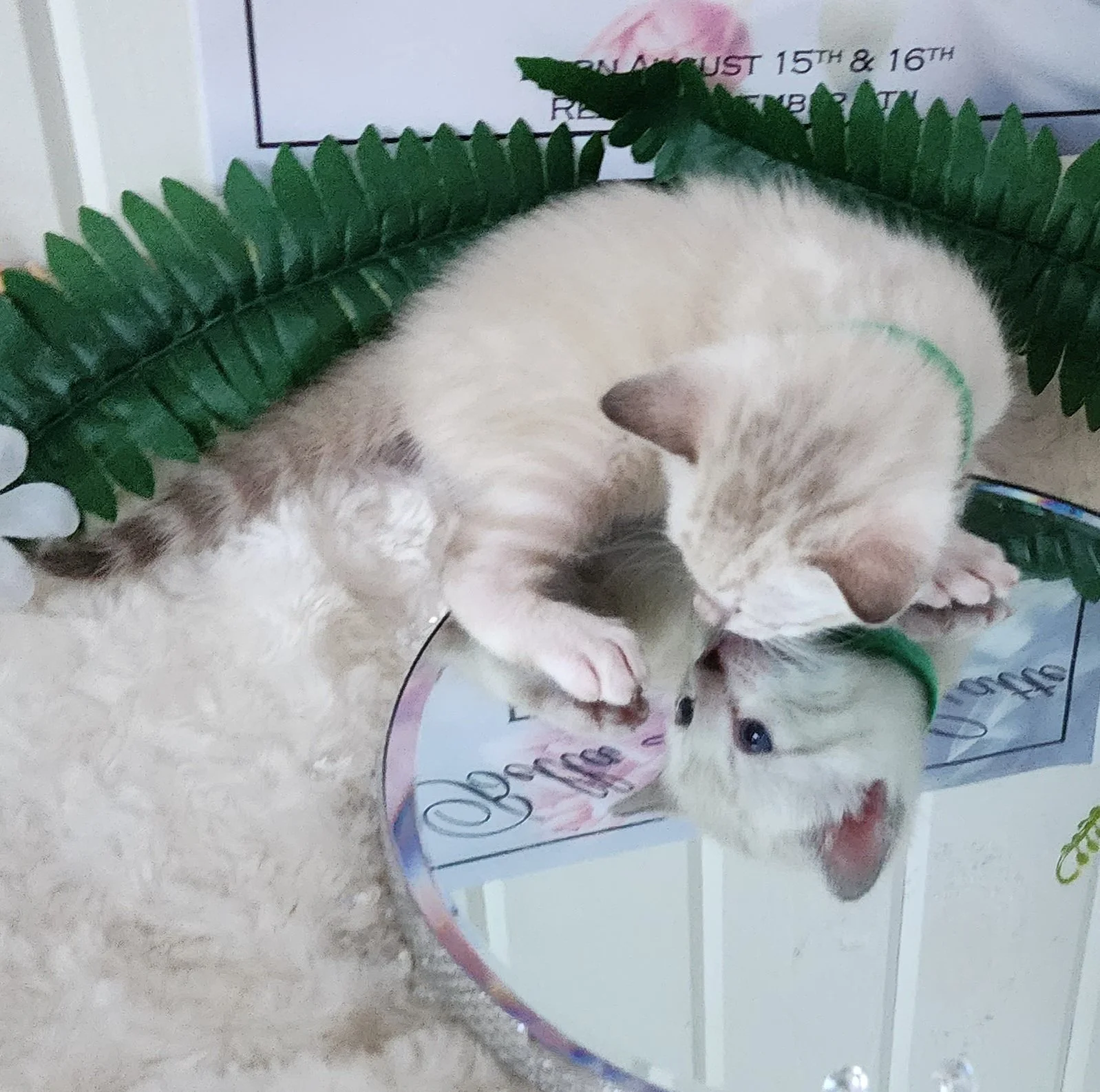 Male Snow Bengal in Minnesota