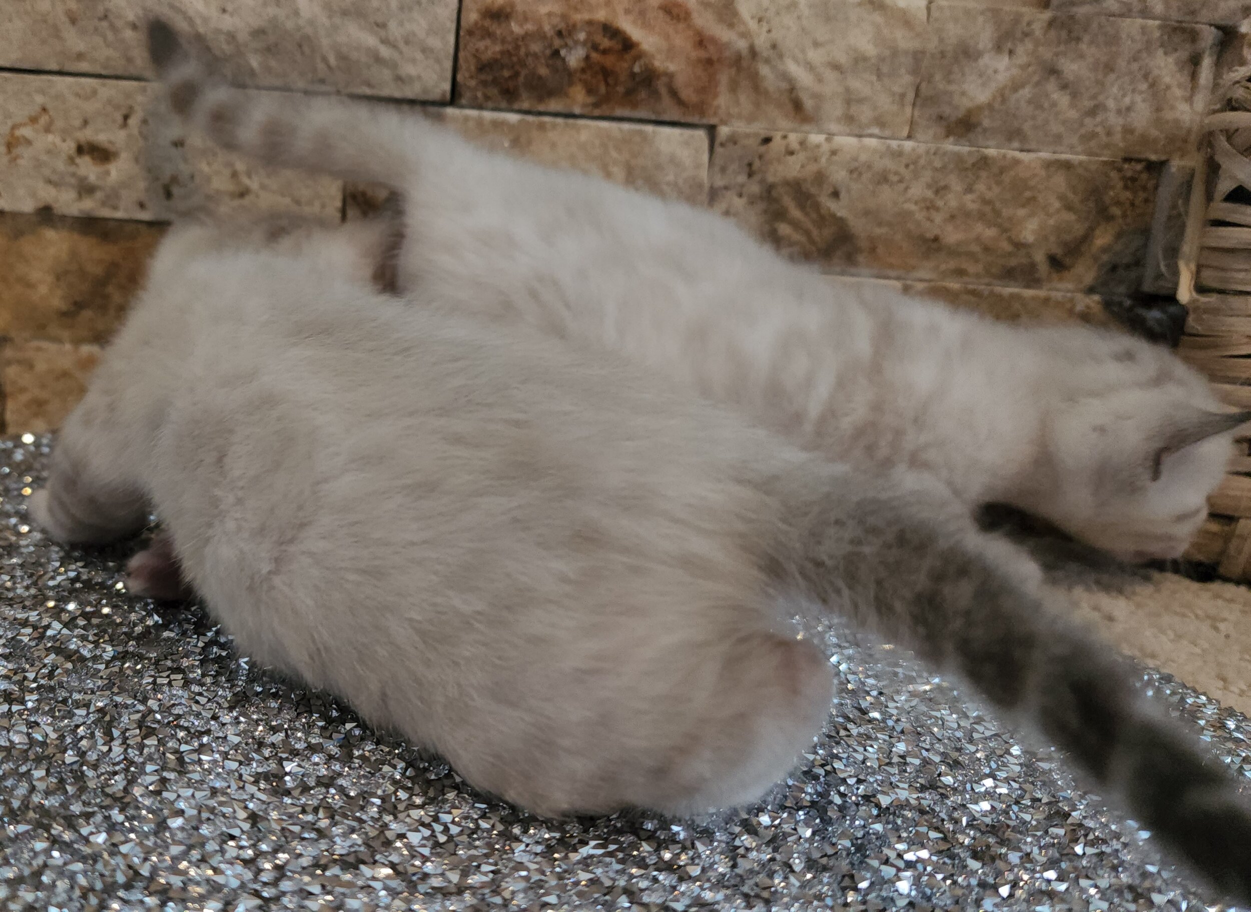 TICA Registered Brown and Snow Rosette Bengal Kittens Available in Minnesota 