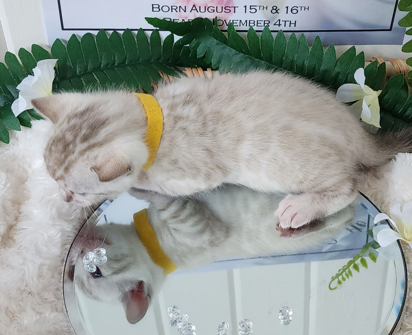 Male Snow Bengal in Minnesota