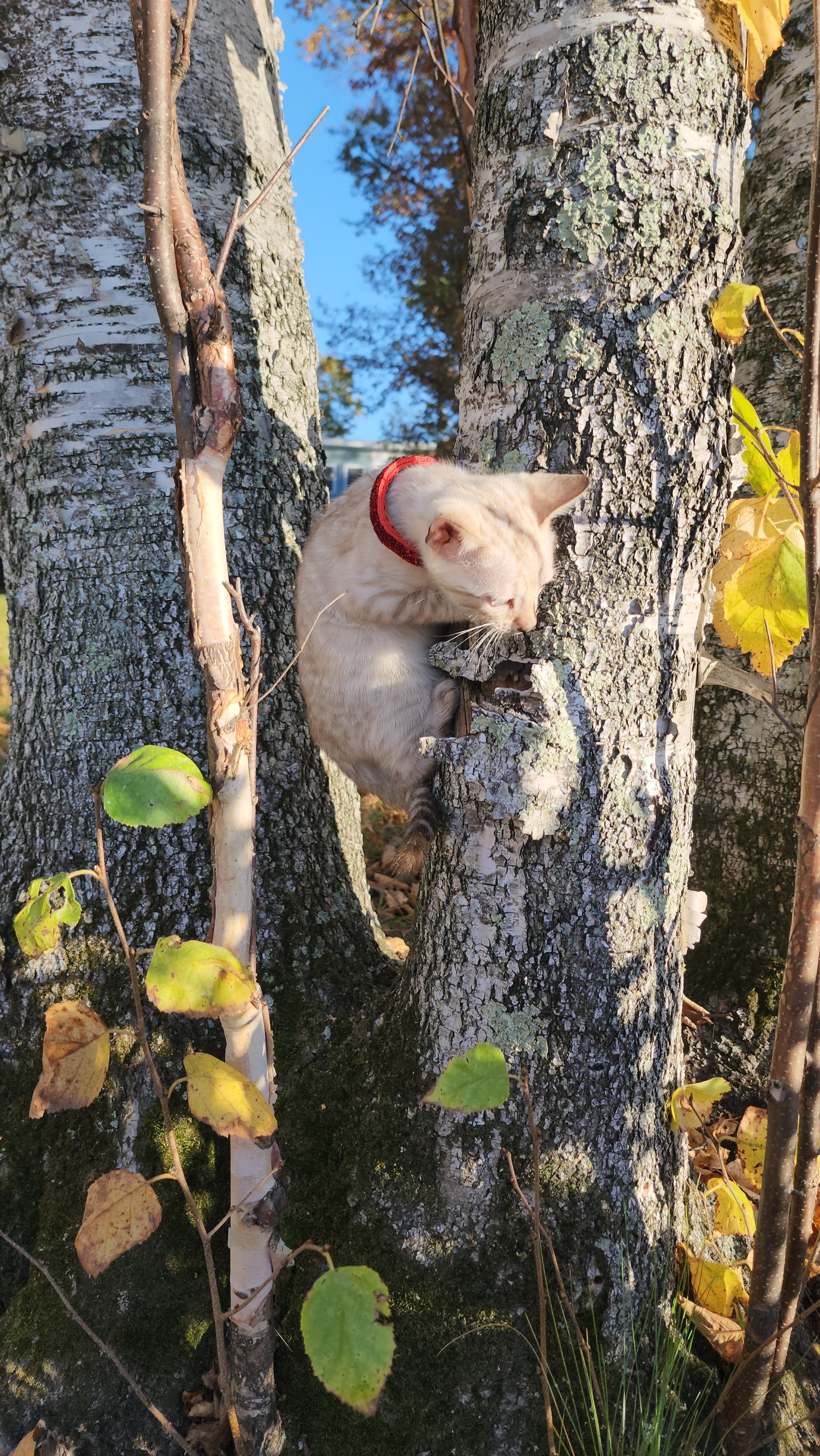 Male Snow Bengal in Minnesota