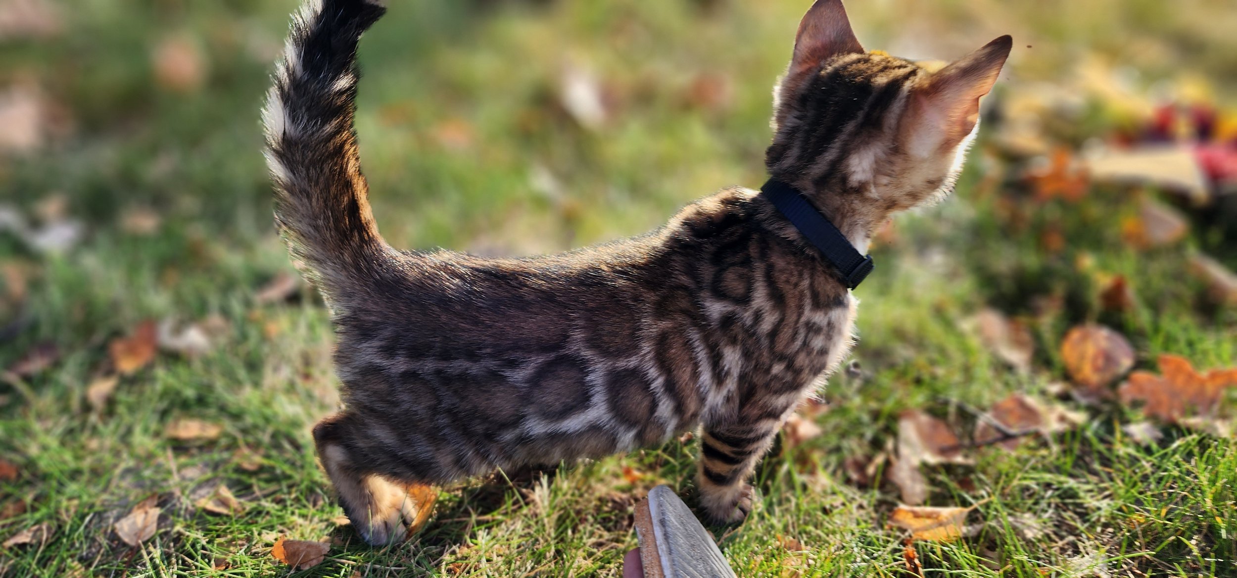 Male Brown/Black Rosette Bengal in Minnesota