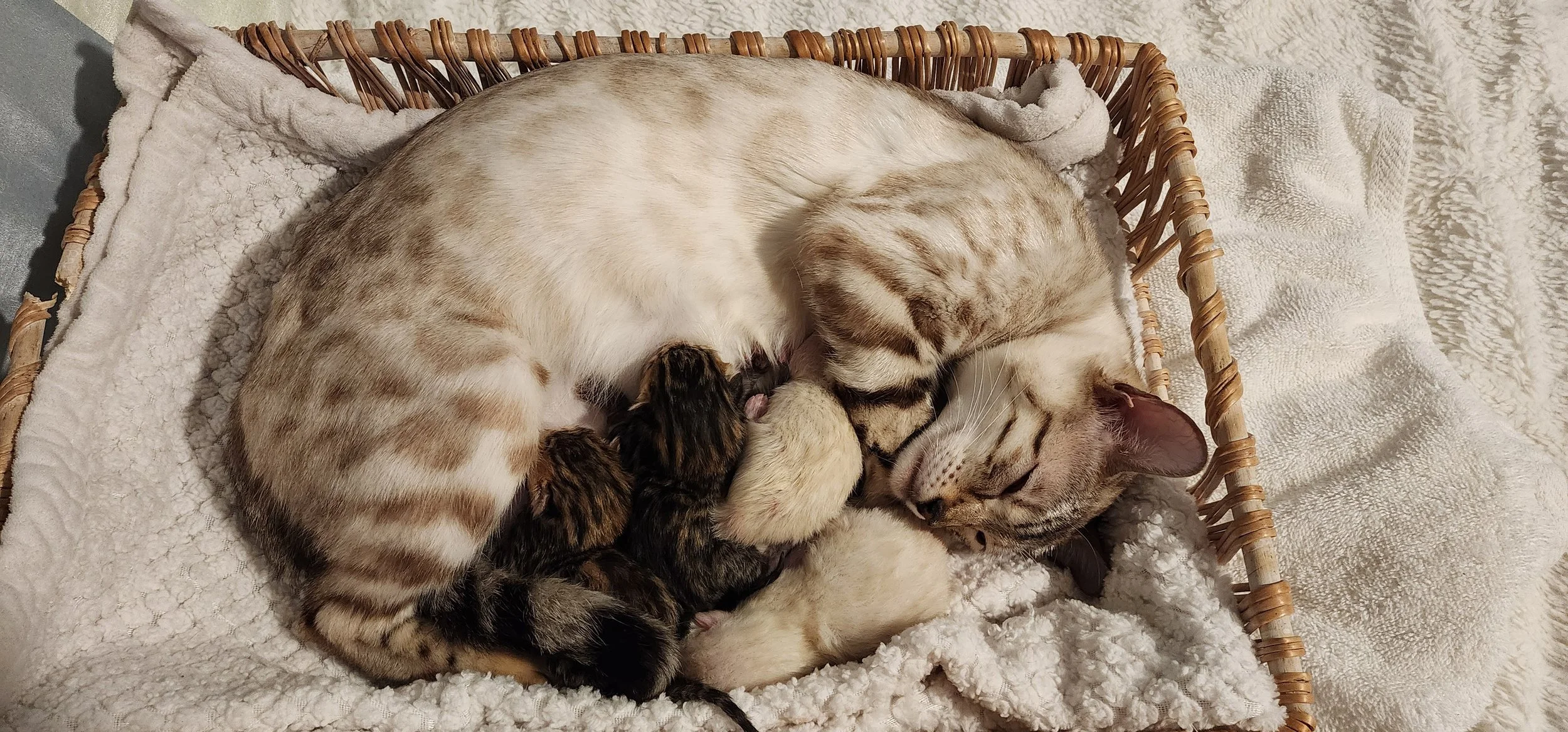 Brown and Snow Rosette Bengal Kittens Available in Minnesota 