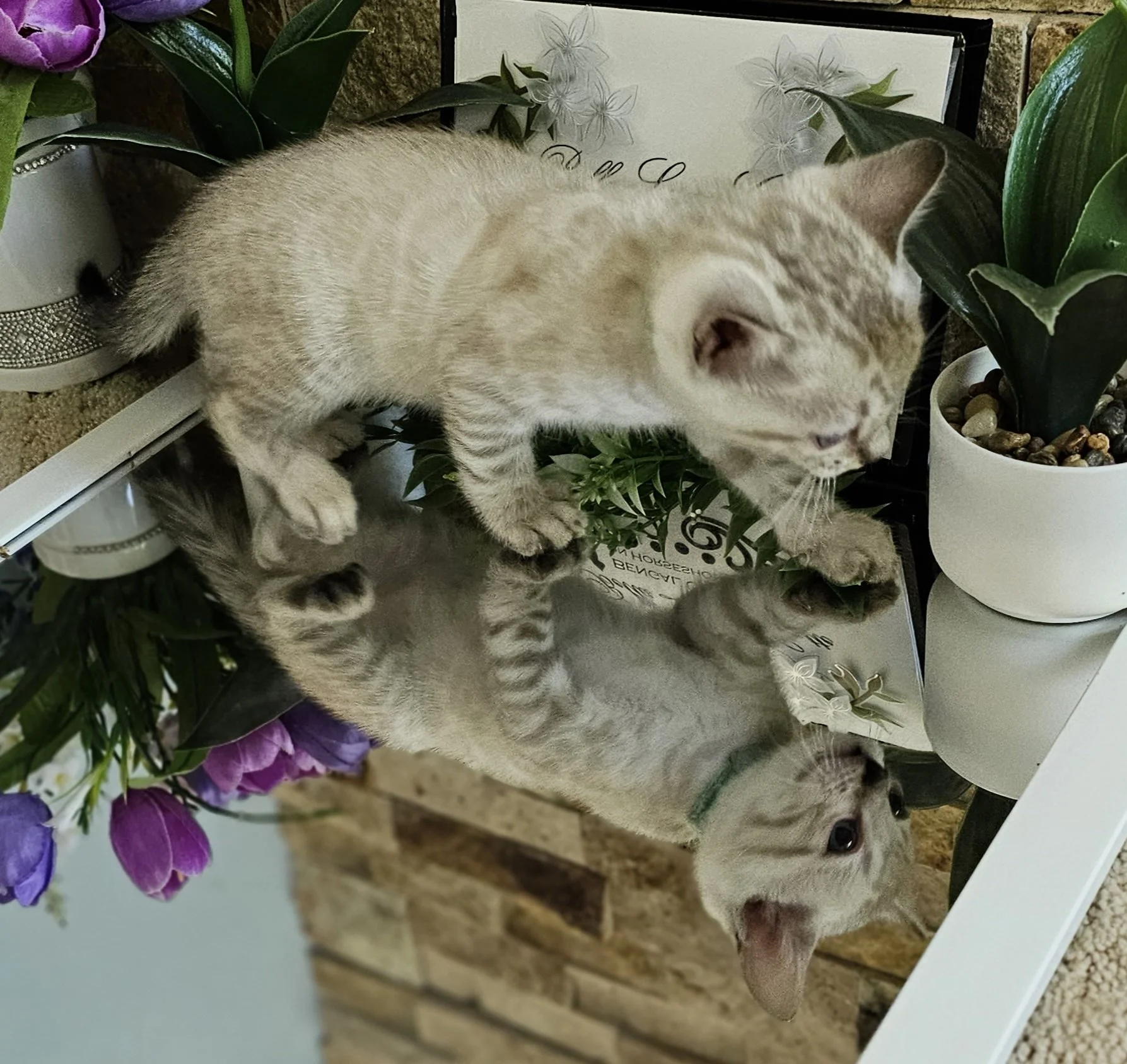 Purebred TICA Registered Male Snow Rosette Bengal Kitten in Minnesota